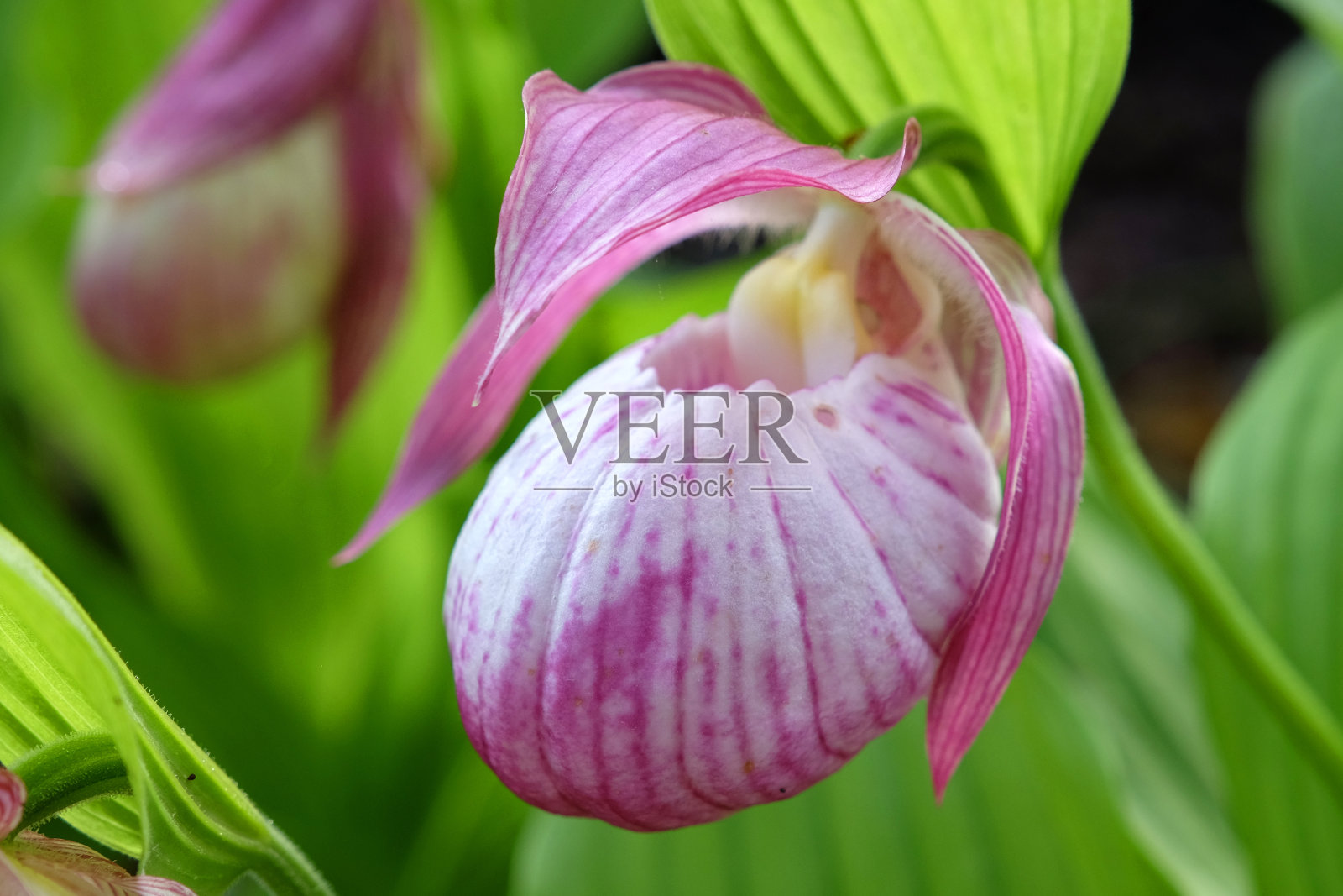 花中的塞兰'Sabine'女士拖鞋兰。照片摄影图片