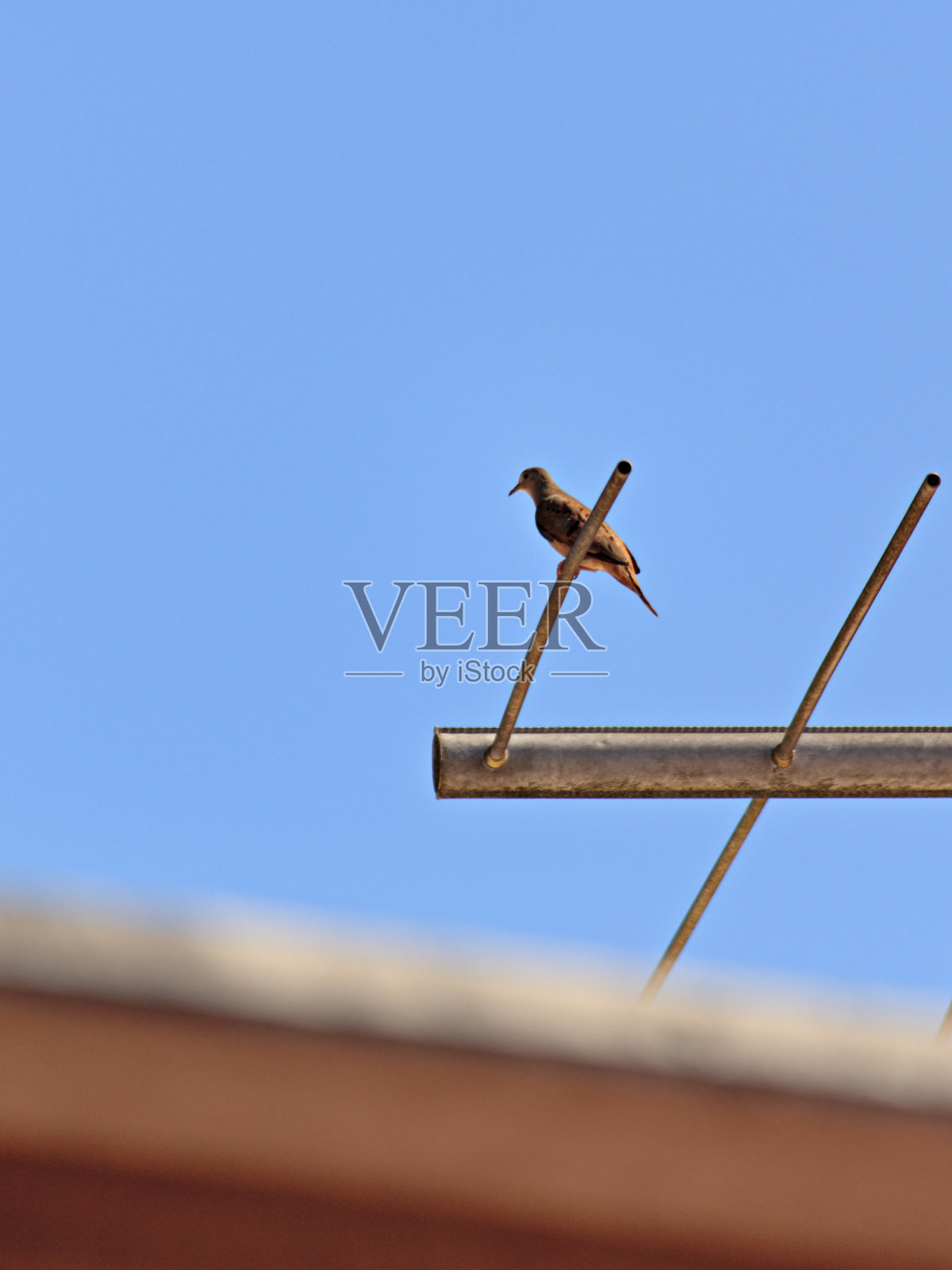 孤独的斑鸠小屋和电视天线，蓝天下。照片摄影图片