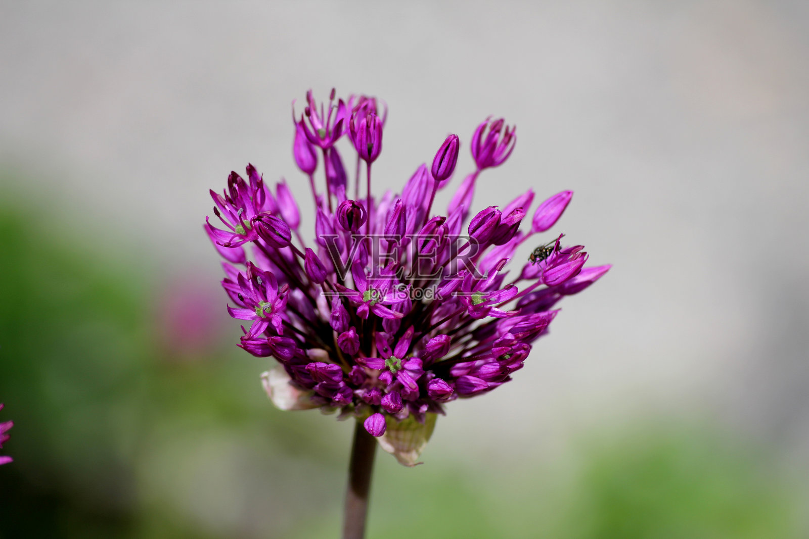 一个美丽的紫色装饰洋葱照片摄影图片