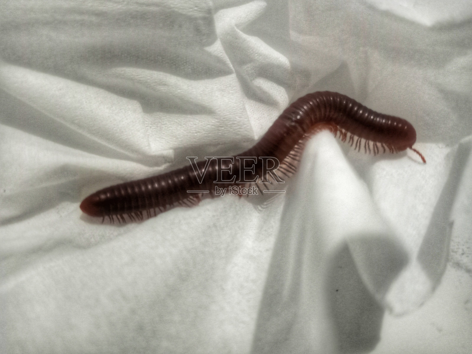 千足虫照片摄影图片