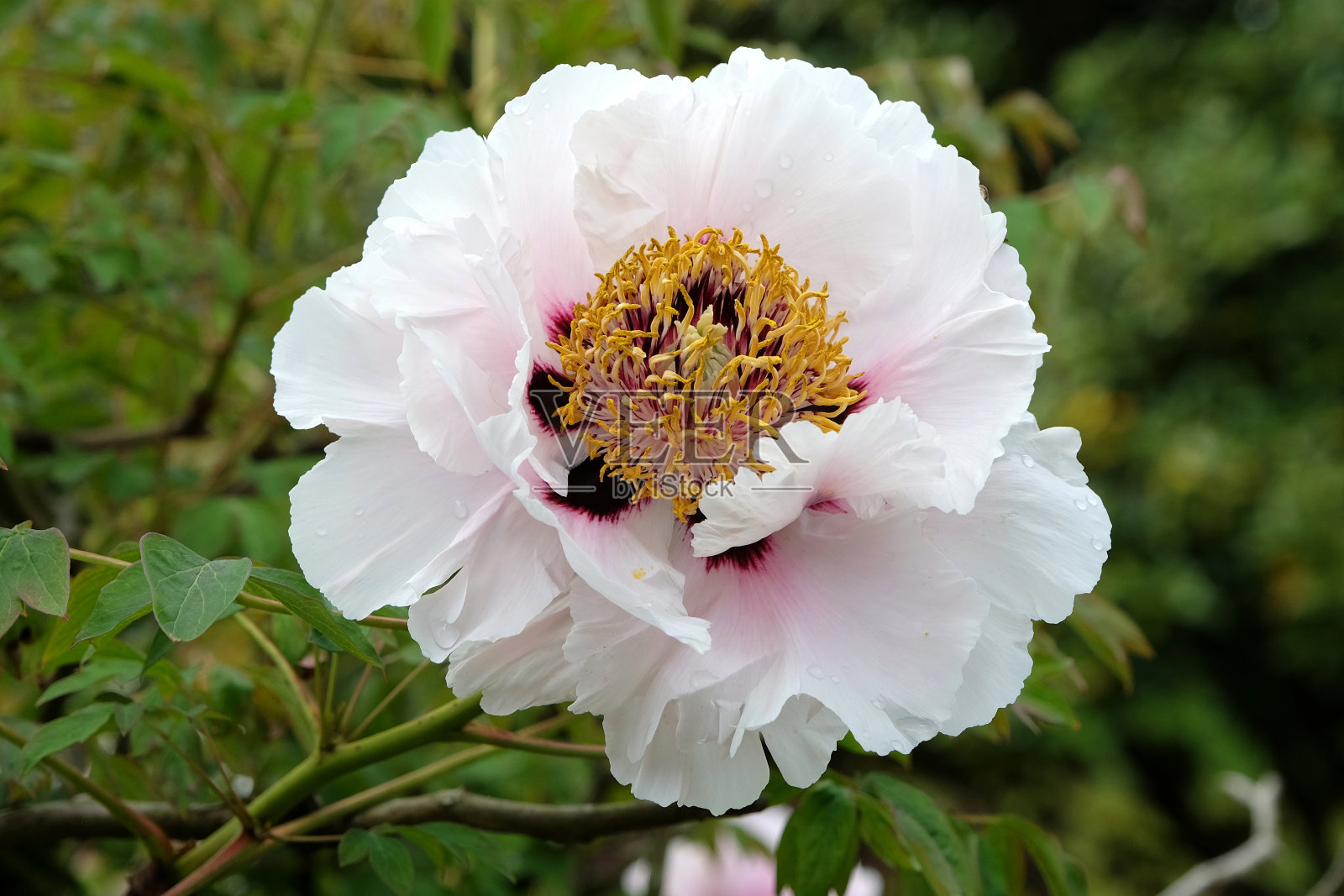 白色芍药牡丹'Highdown'在花。照片摄影图片