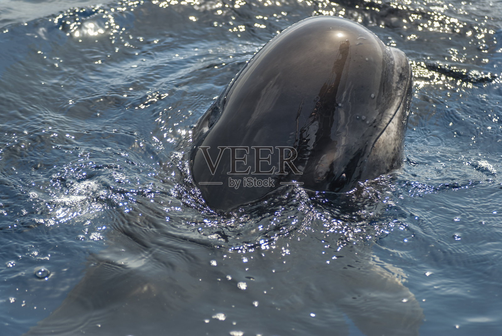 优雅的球头蝶以惊人的姿势浮出水面照片摄影图片