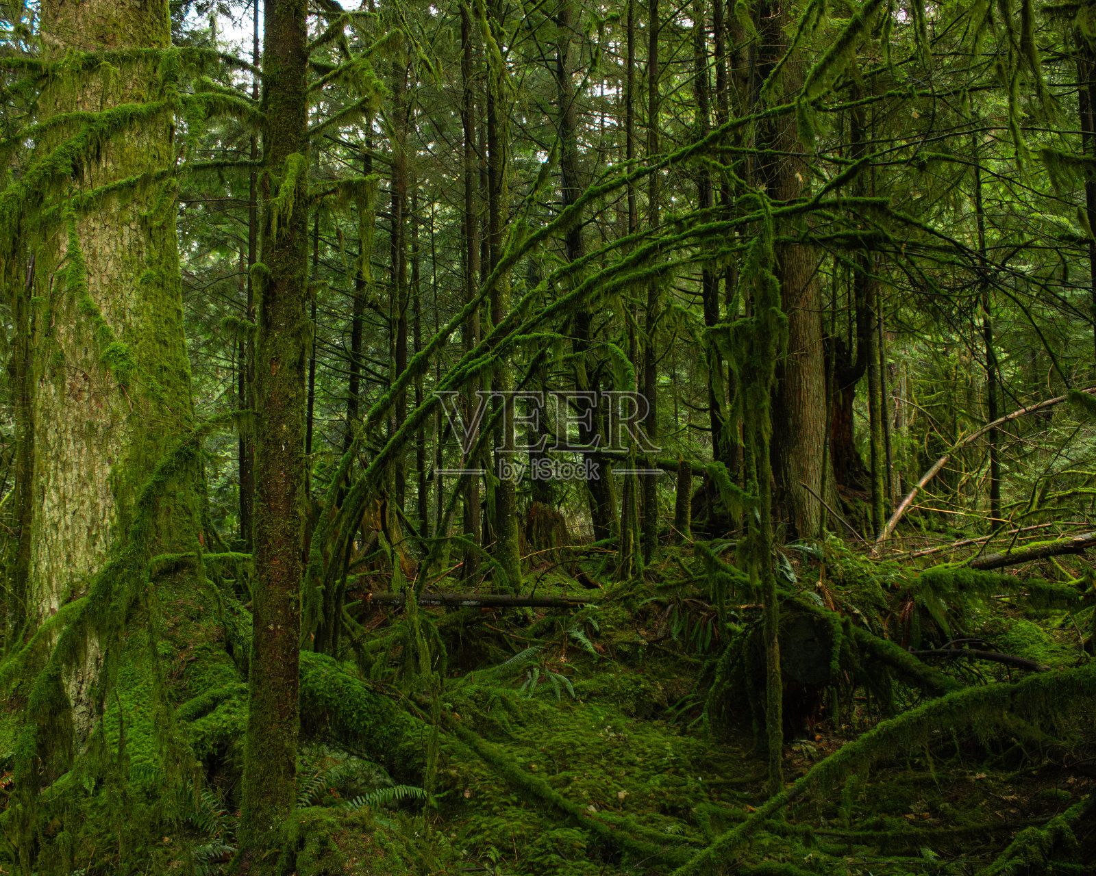自然的冒险照片摄影图片