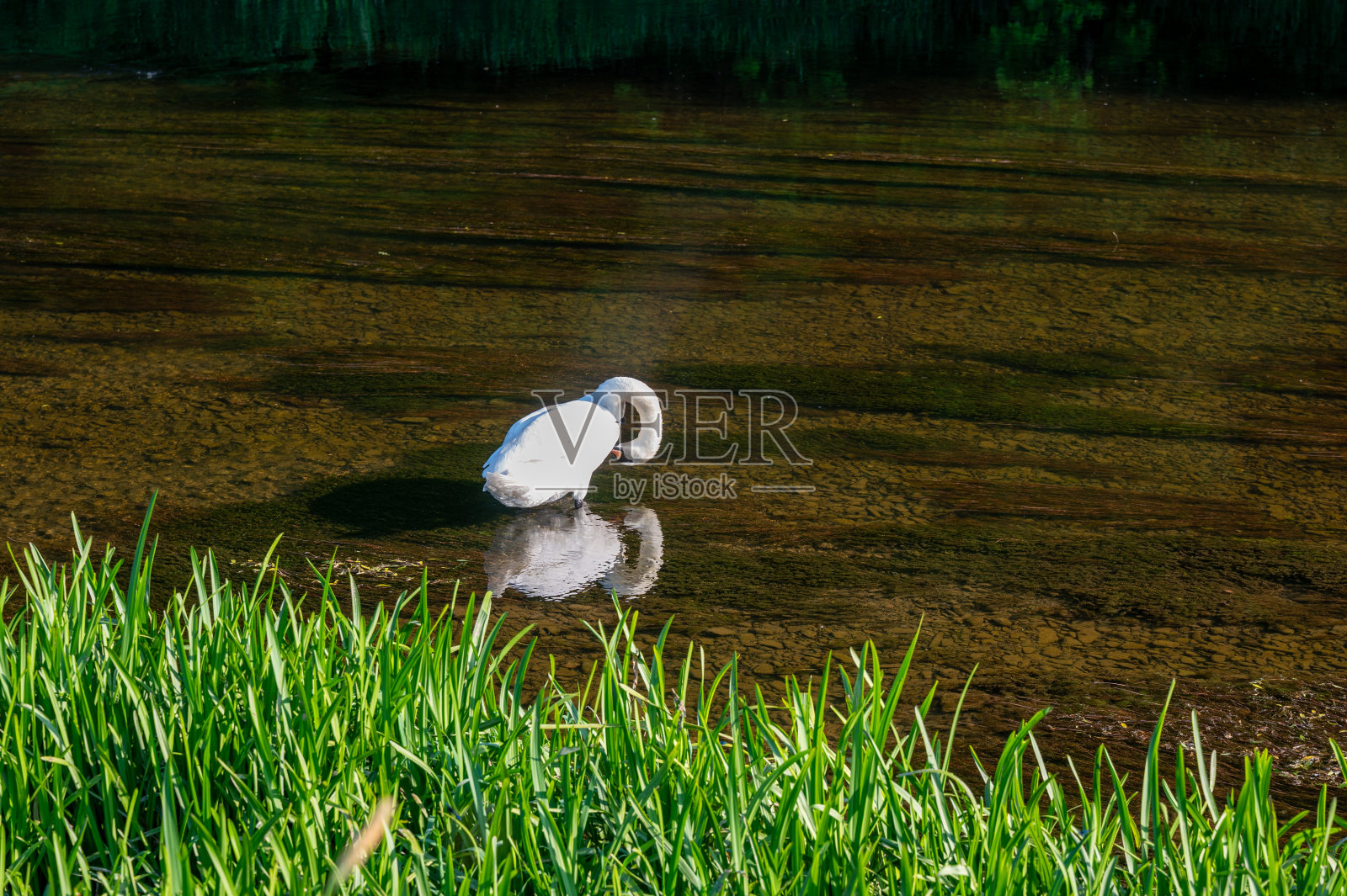 天鹅站在水里梳理自己照片摄影图片