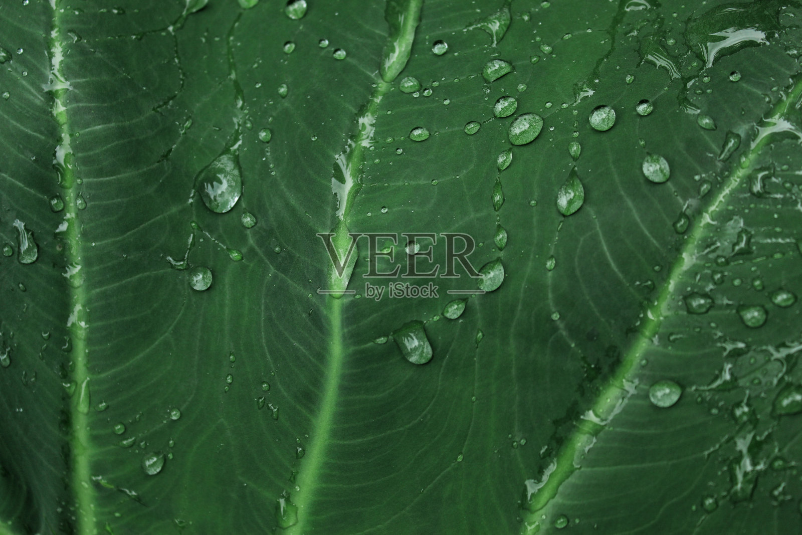 背景的芋头叶与雨滴照片摄影图片