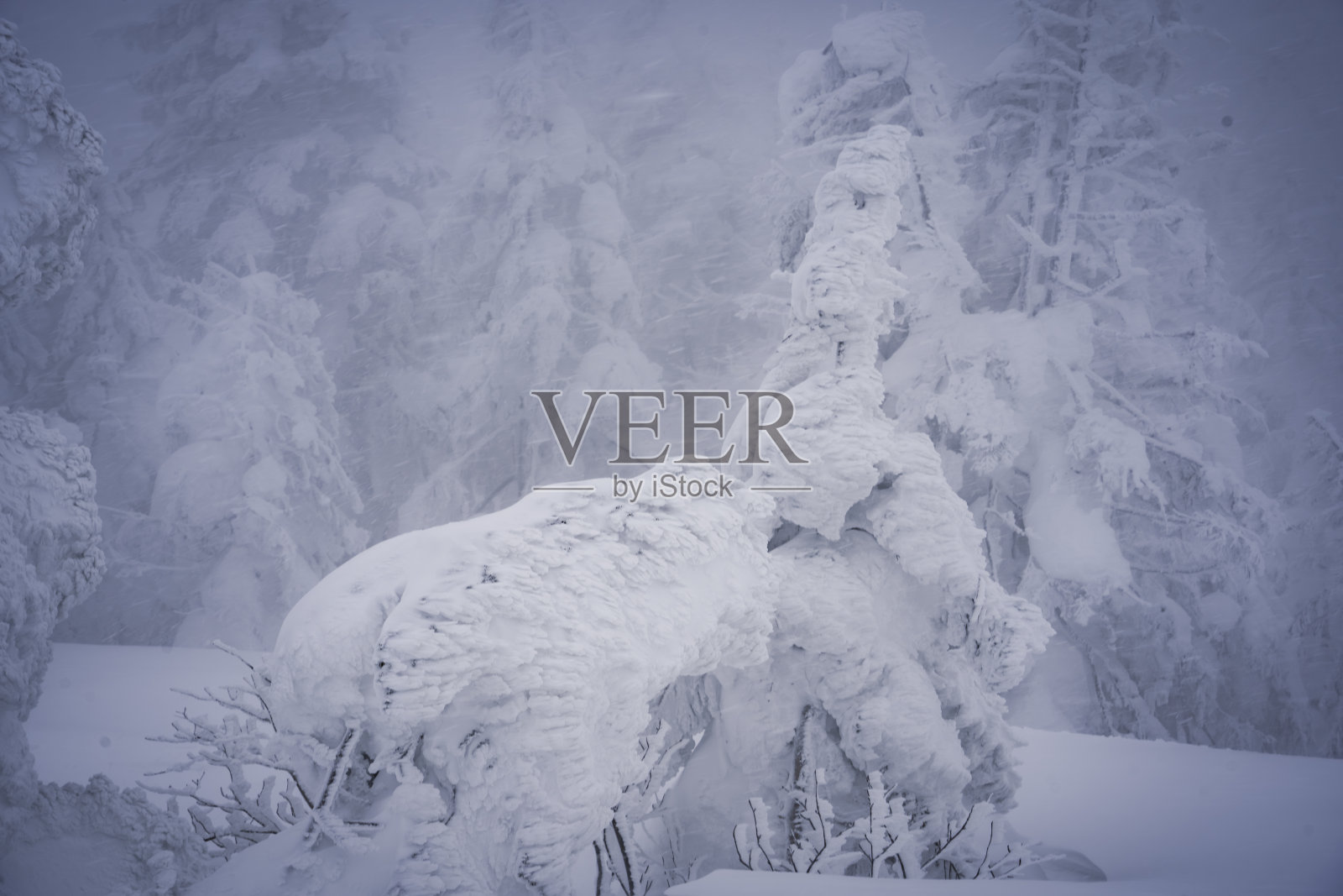 冰的怪物照片摄影图片