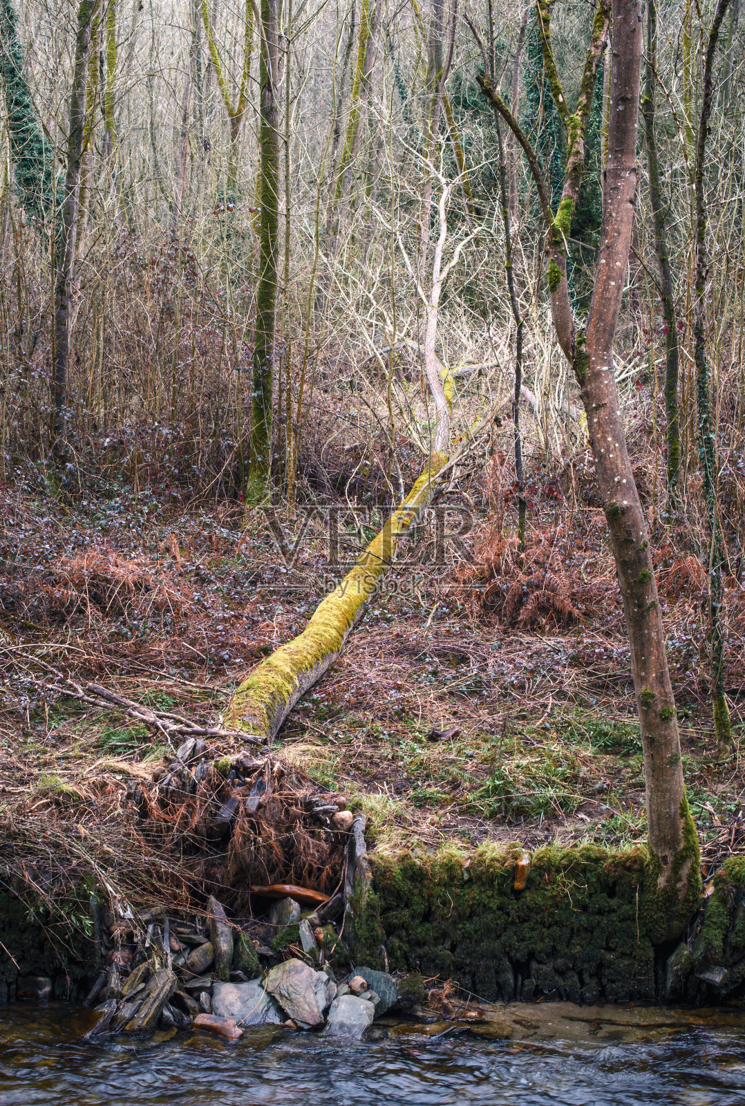 河岸边森林里倒下的一棵高大的树，有石墙照片摄影图片