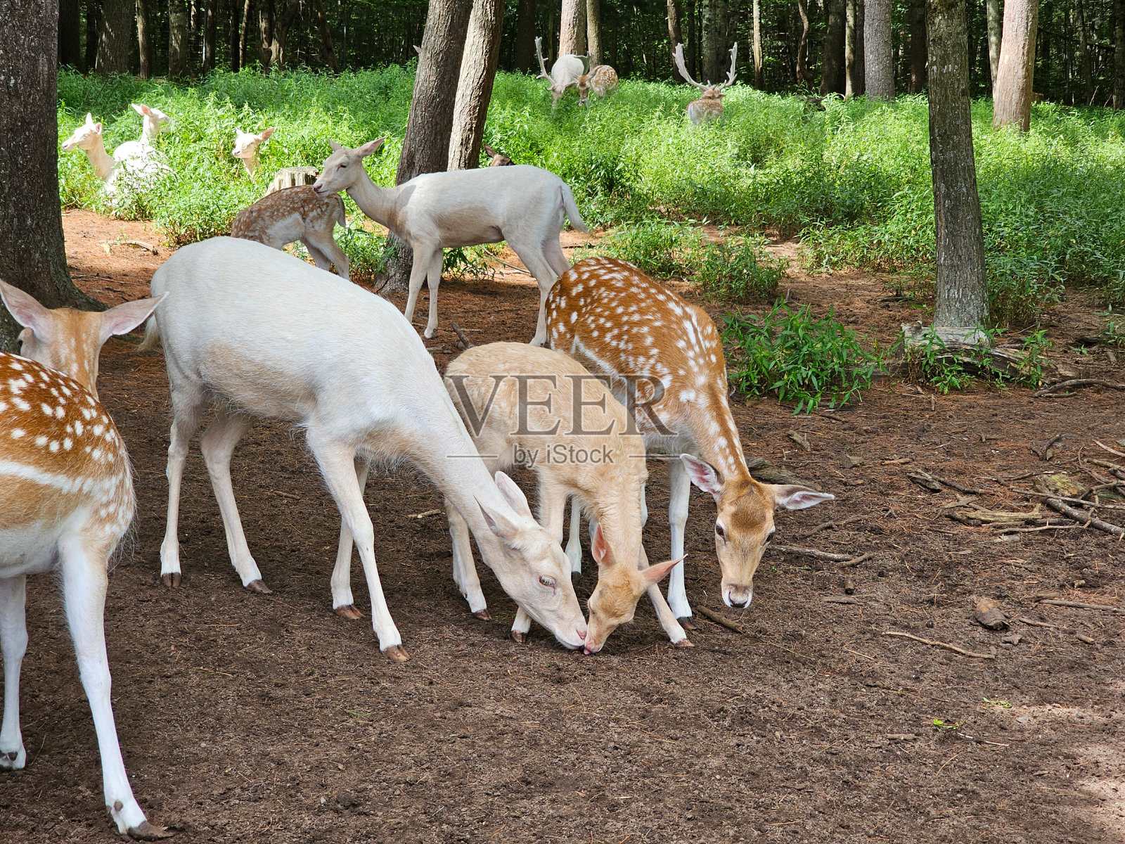 休鹿在地上吃东西照片摄影图片