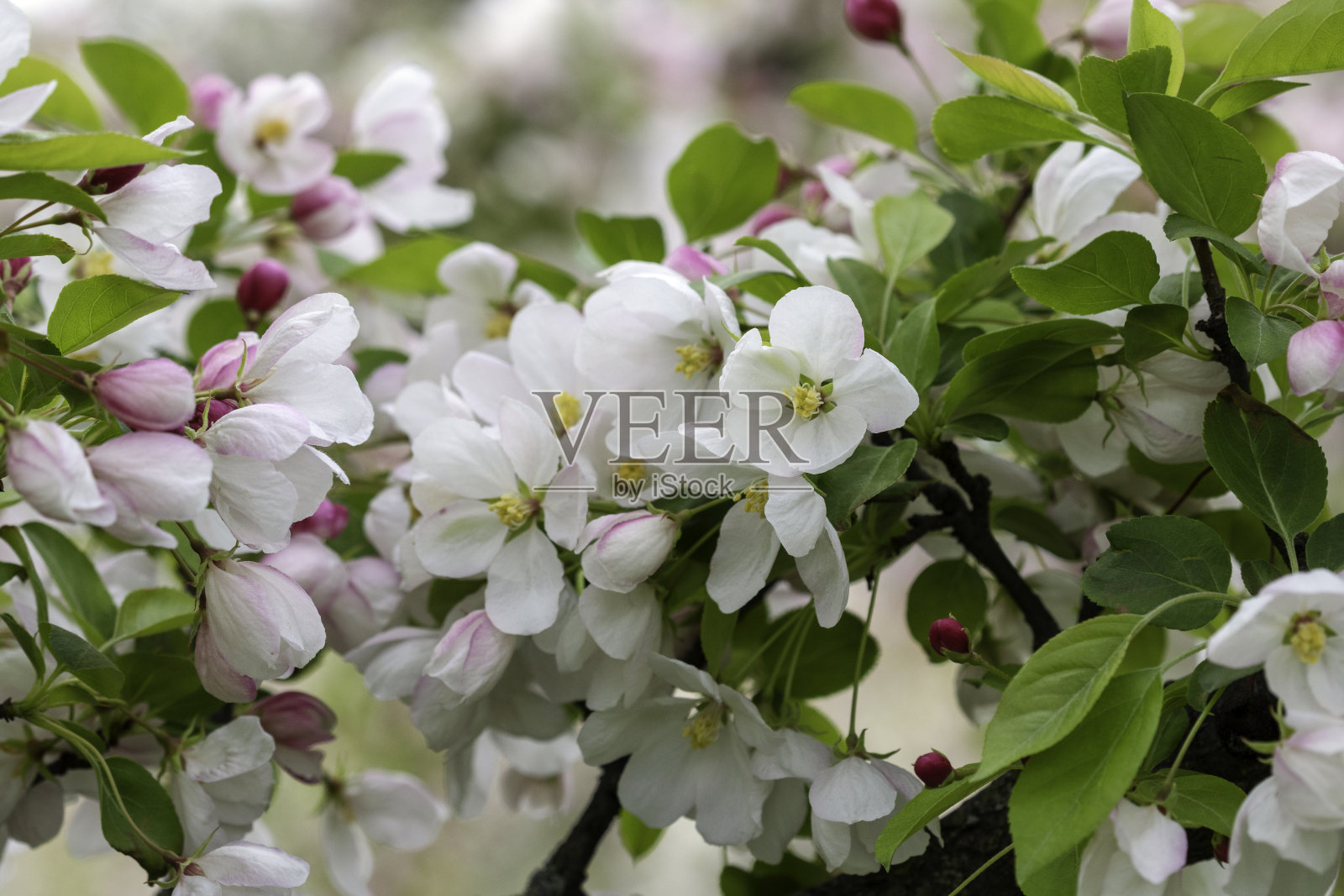 海棠开花照片摄影图片