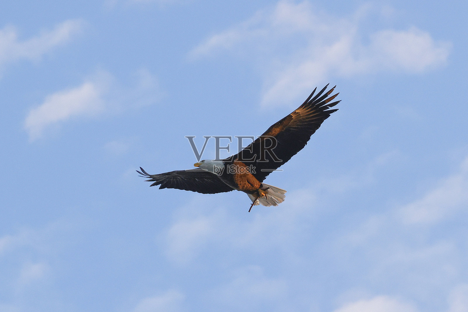 美国秃鹰照片摄影图片