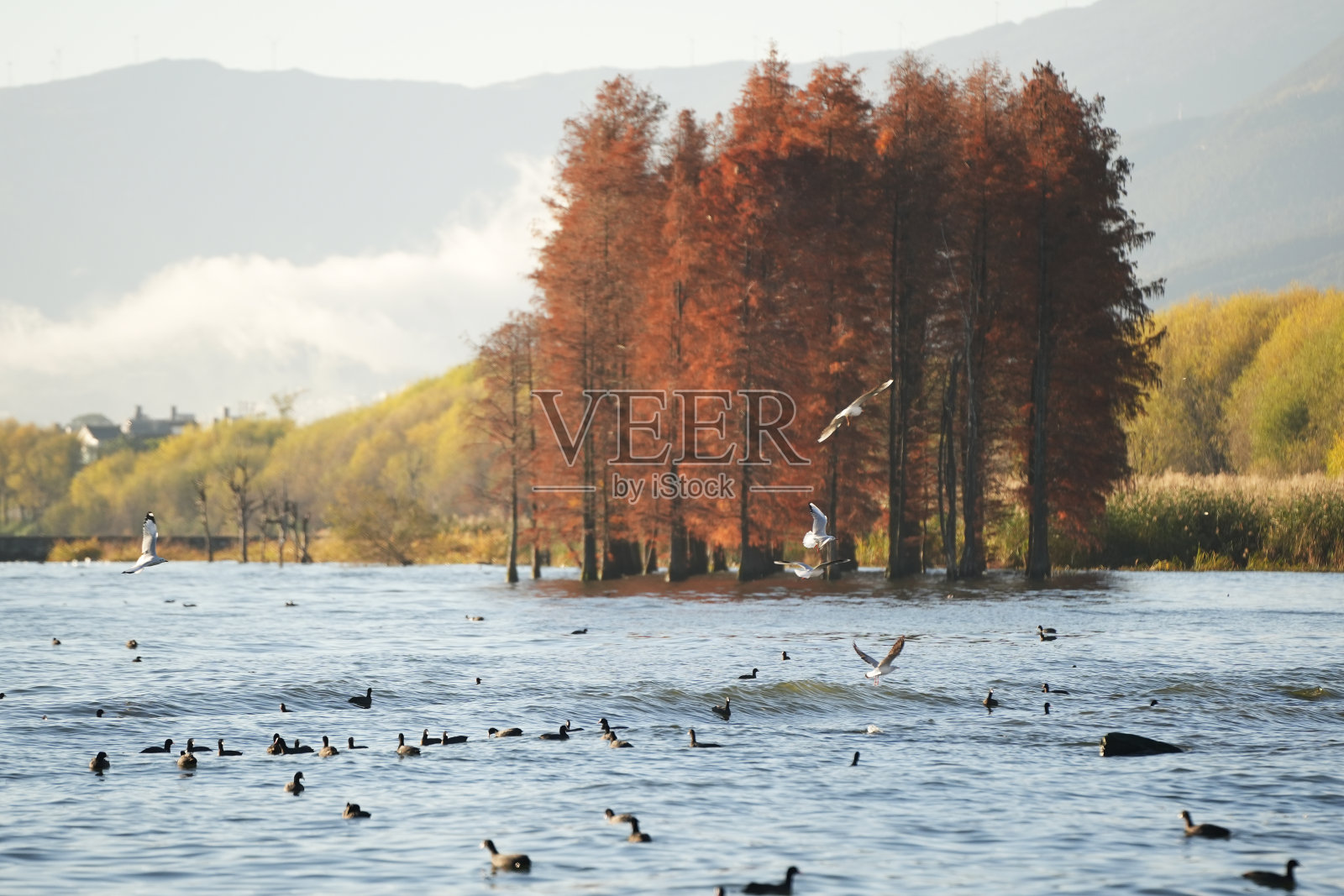 海边的红枫林照片摄影图片