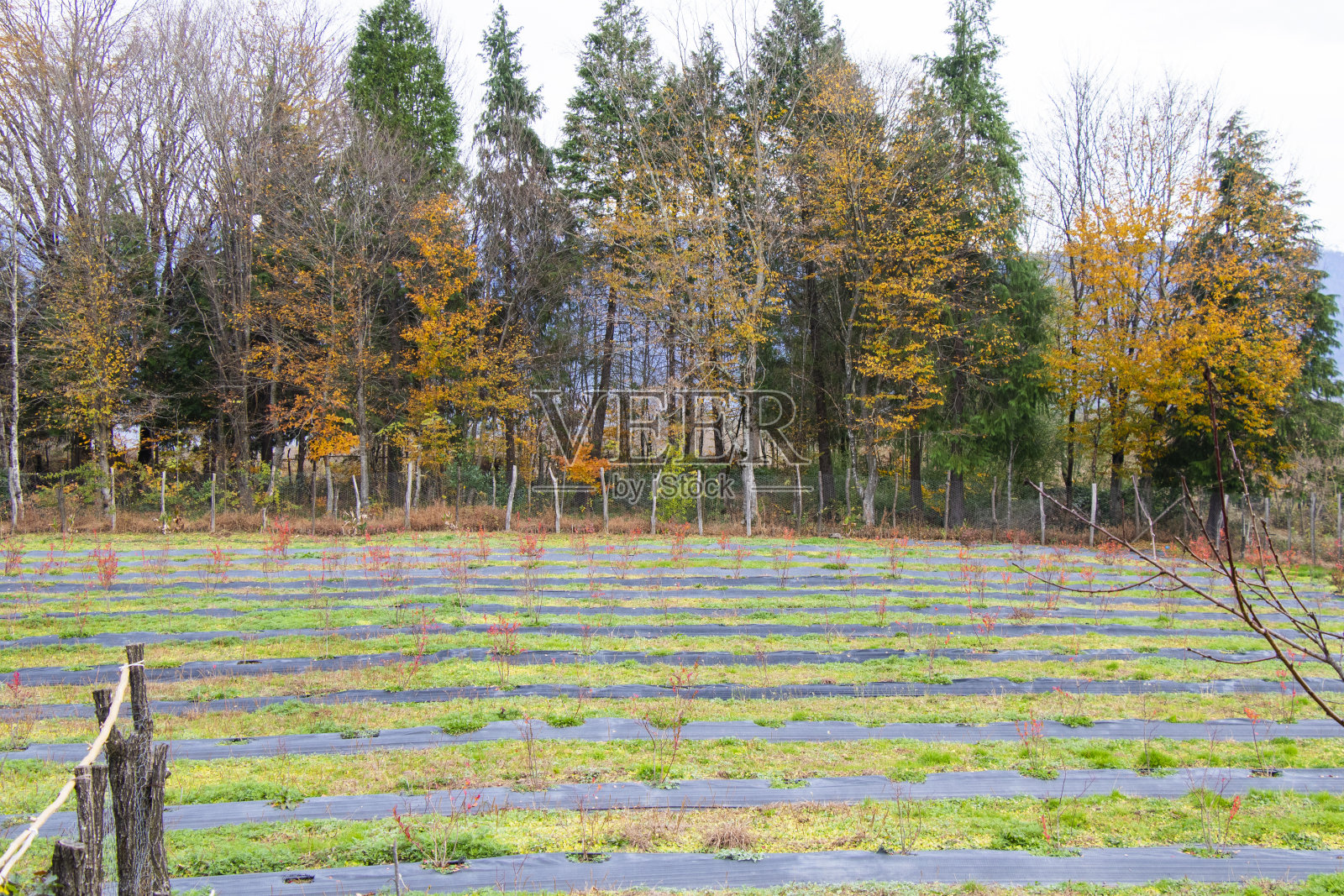 蓝莓种植园，农场里的田地照片摄影图片