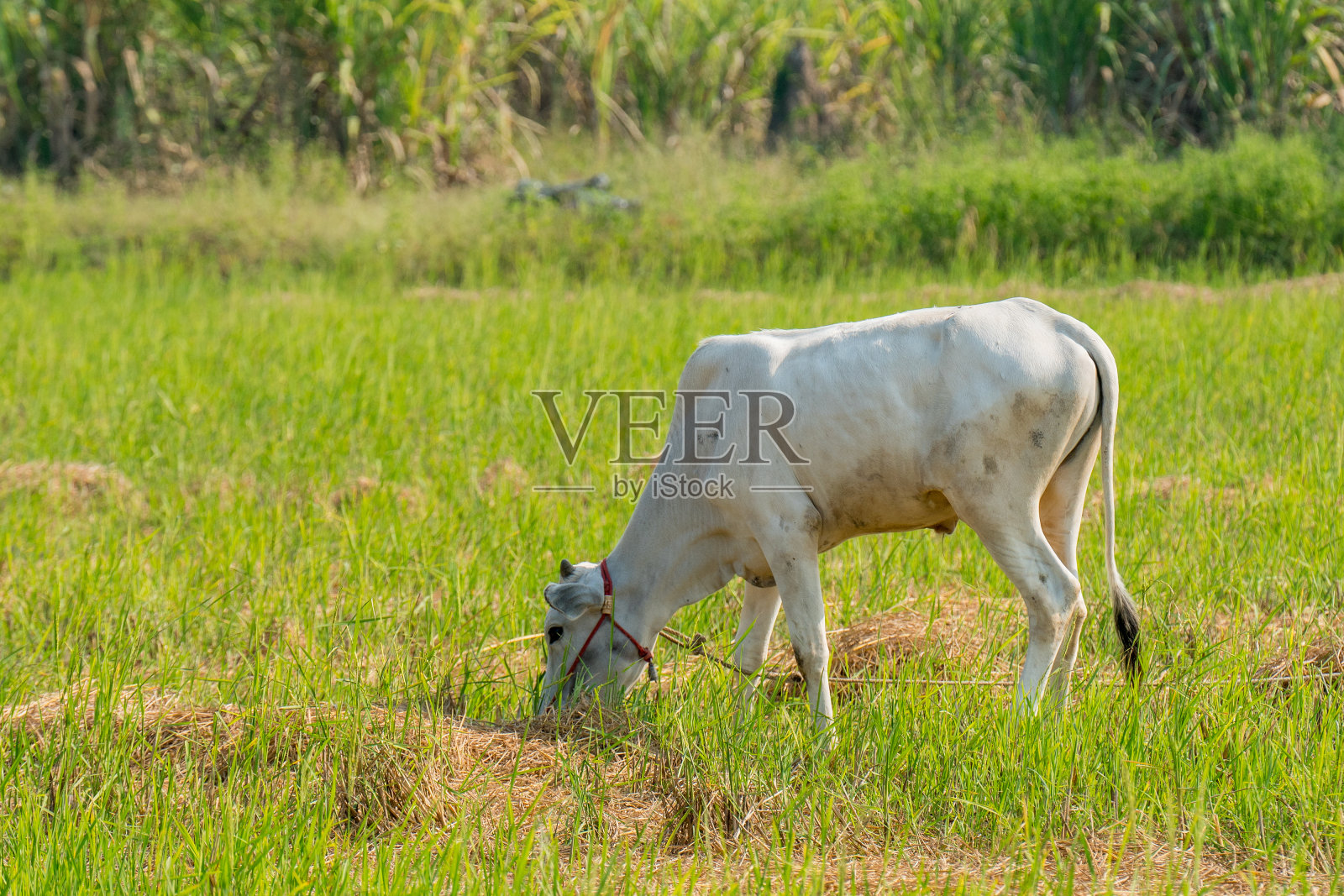 在草地上的泰国牛，牛吃草很自然照片摄影图片