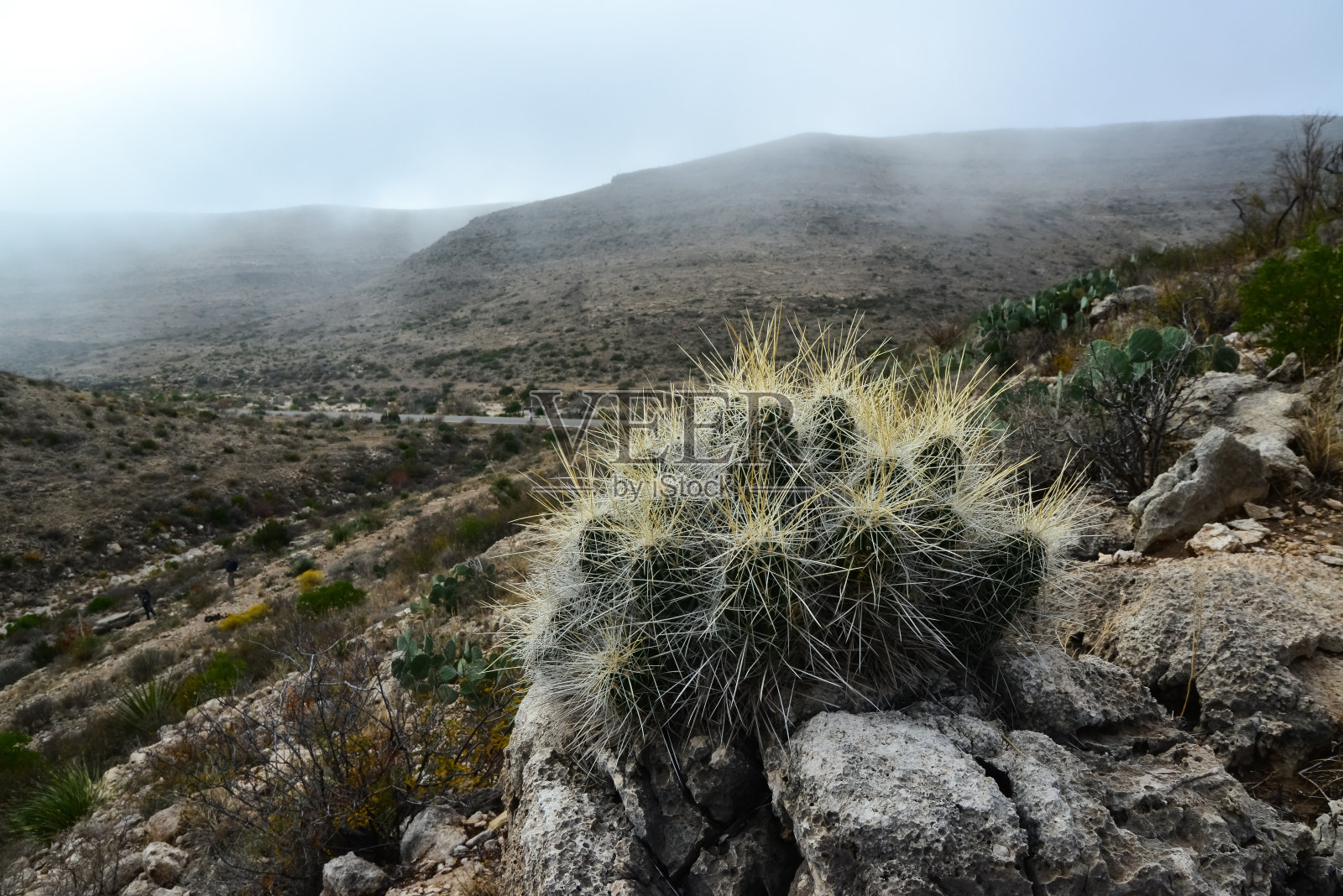 美国新墨西哥州山区景观中的仙人掌(Echinocereus sp.)和仙人掌、丝兰、龙舌兰等沙漠植物照片摄影图片