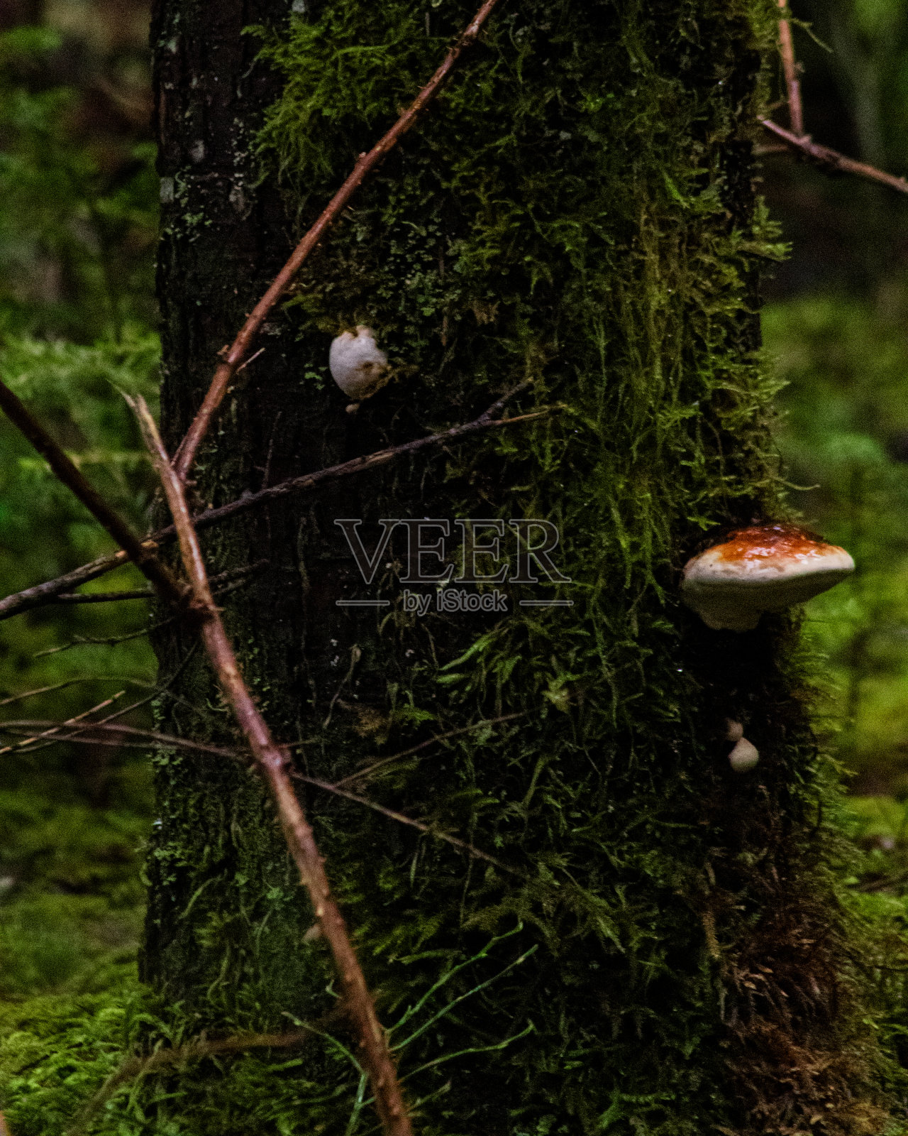 自然的冒险照片摄影图片