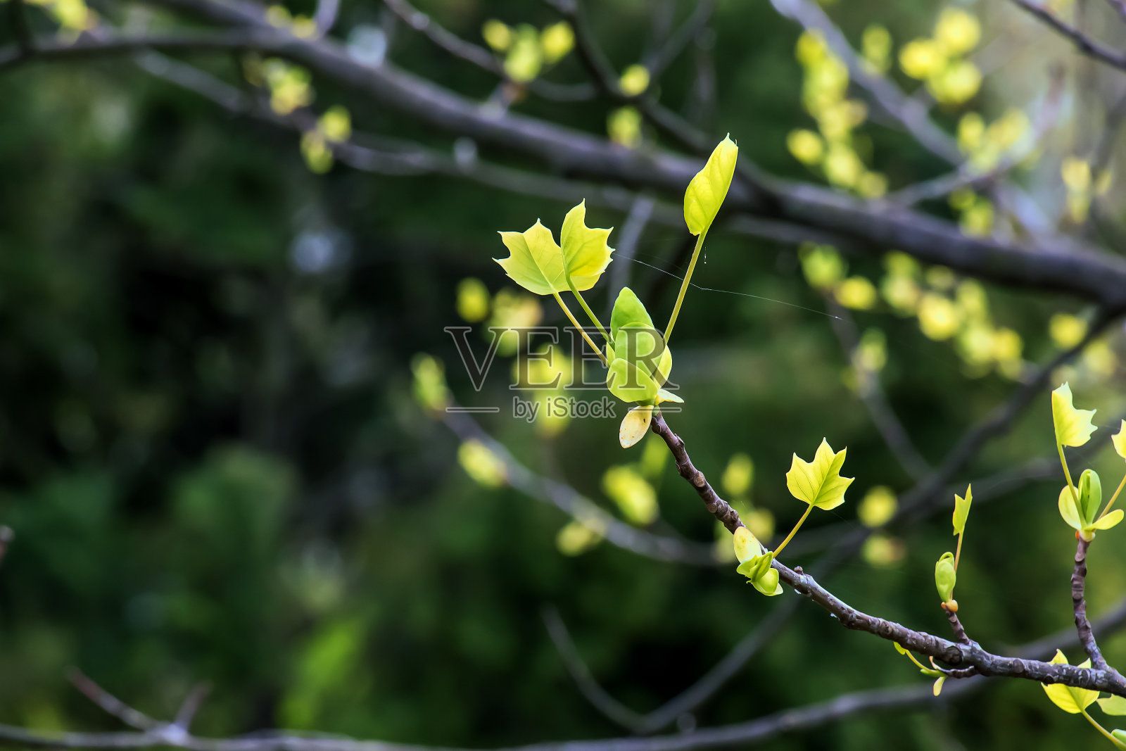 郁金香鹅毛楸是一种美丽的观赏树种。早春的郁金香鹅掌楸。特写镜头。照片摄影图片