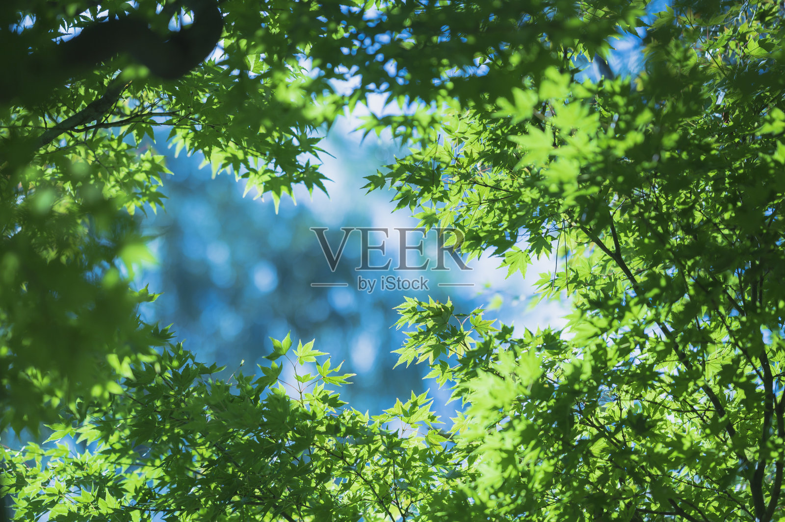 九月的枫叶照片摄影图片