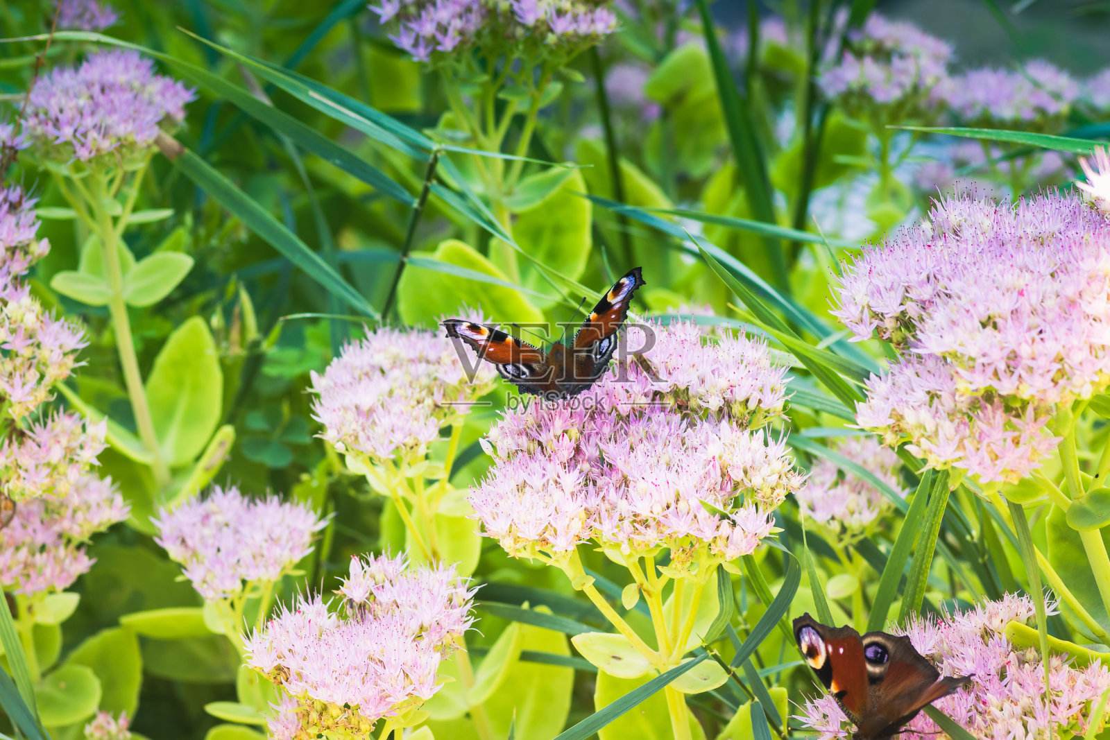 花上的蝴蝶孔雀眼。粉红花上的蝴蝶孔雀眼。一只蝴蝶在夏天的一天从花中采集花蜜照片摄影图片