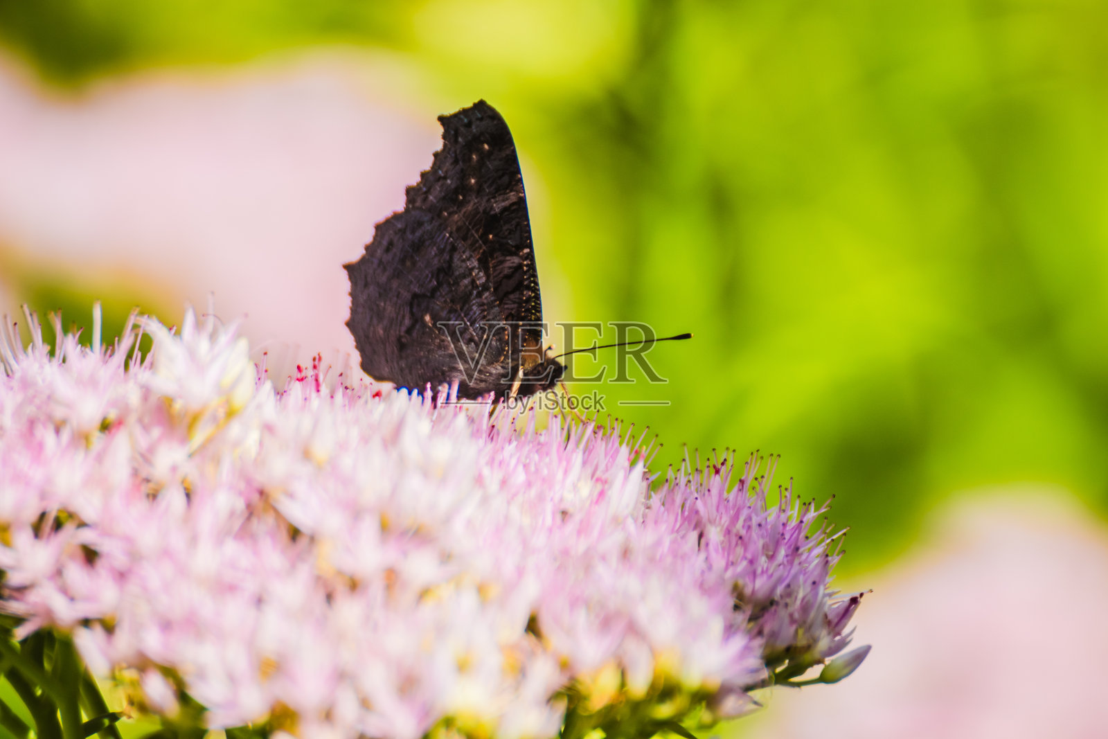 花上的蝴蝶孔雀眼。粉红花上的蝴蝶孔雀眼。一只蝴蝶在夏天的一天从花中采集花蜜照片摄影图片