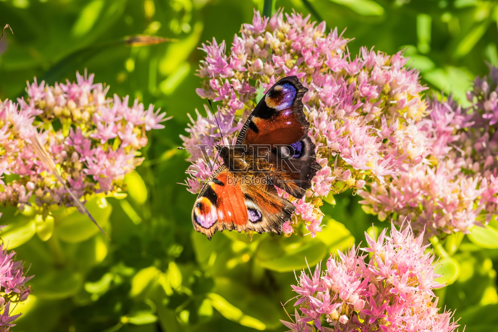 花上的蝴蝶孔雀眼。粉红花上的蝴蝶孔雀眼。一只蝴蝶在夏天的一天从花中采集花蜜照片摄影图片
