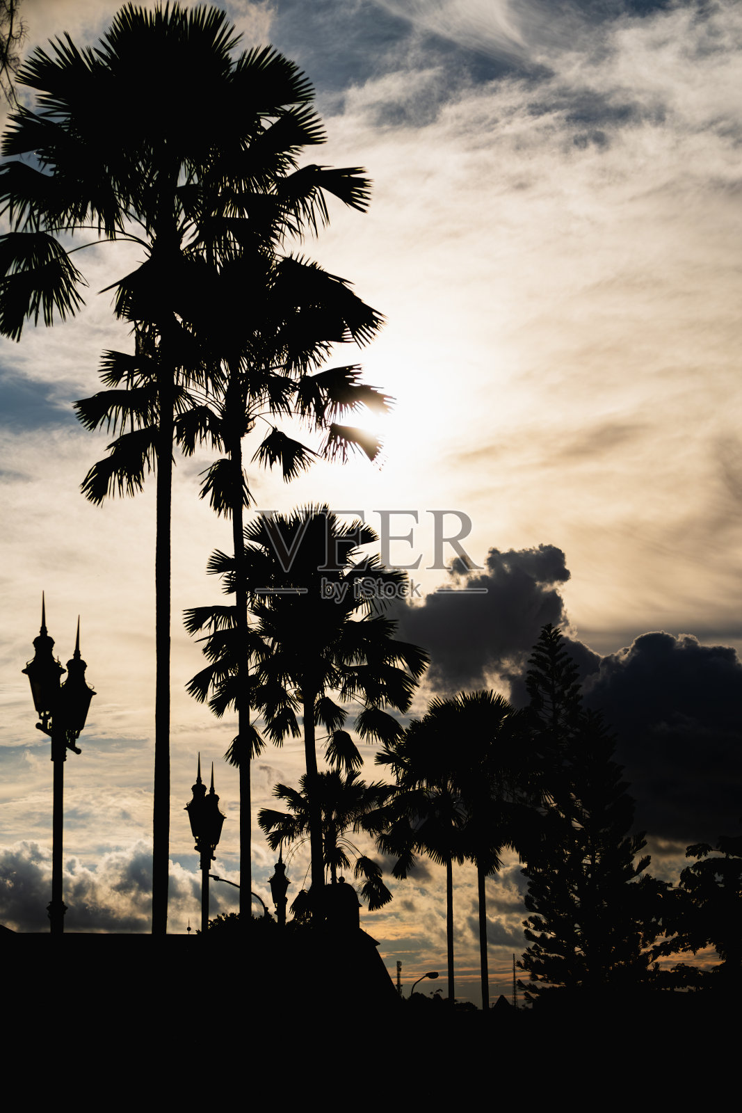 阴天高大棕榈树的剪影。照片摄影图片