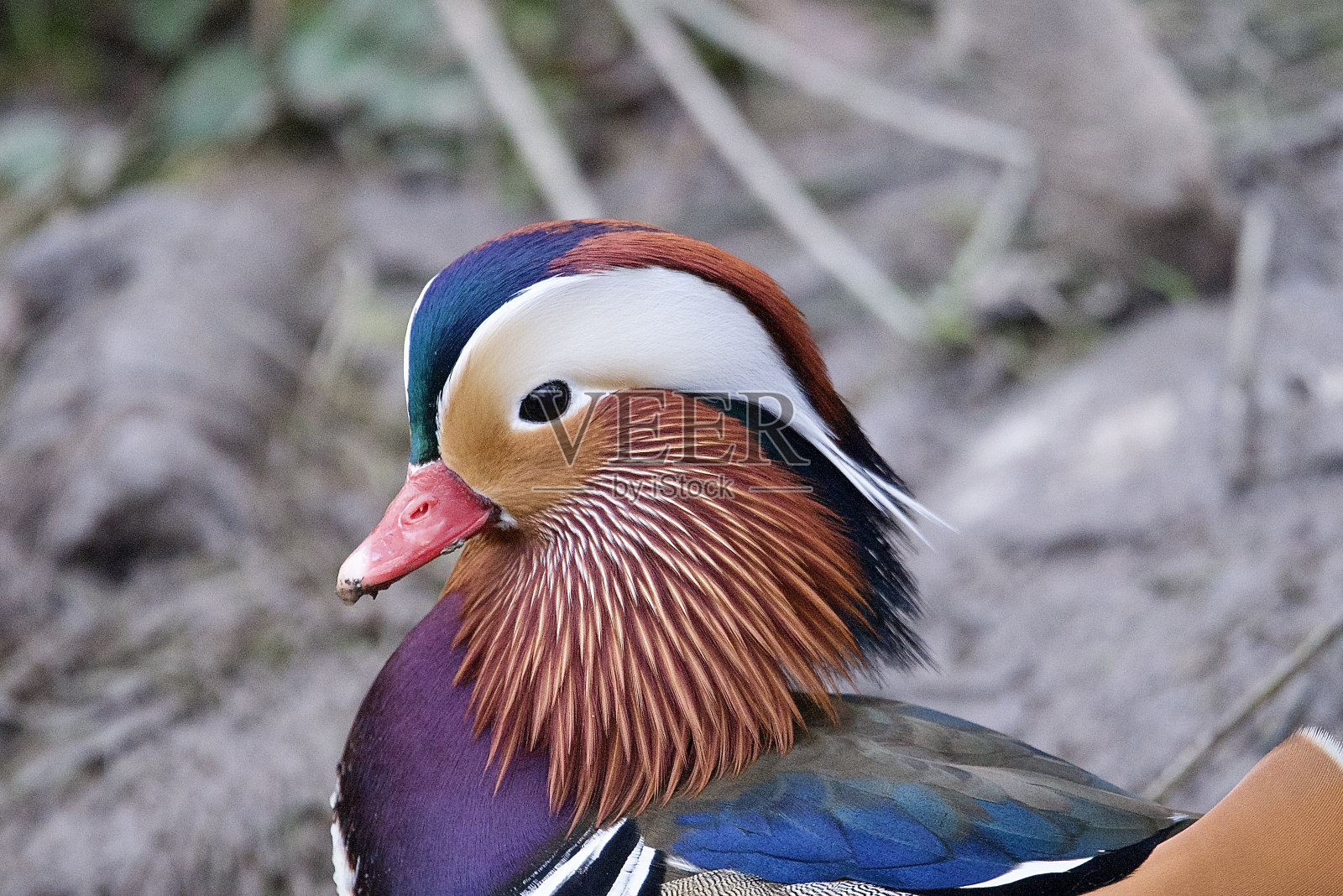 鸳鸯公照片摄影图片