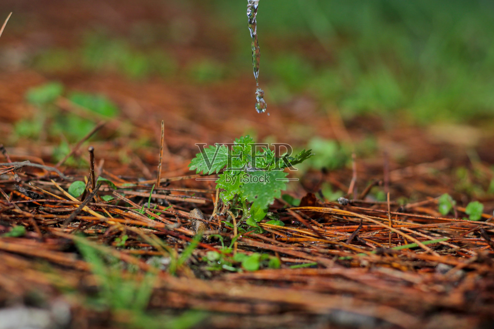 水落在地上的小植物上照片摄影图片