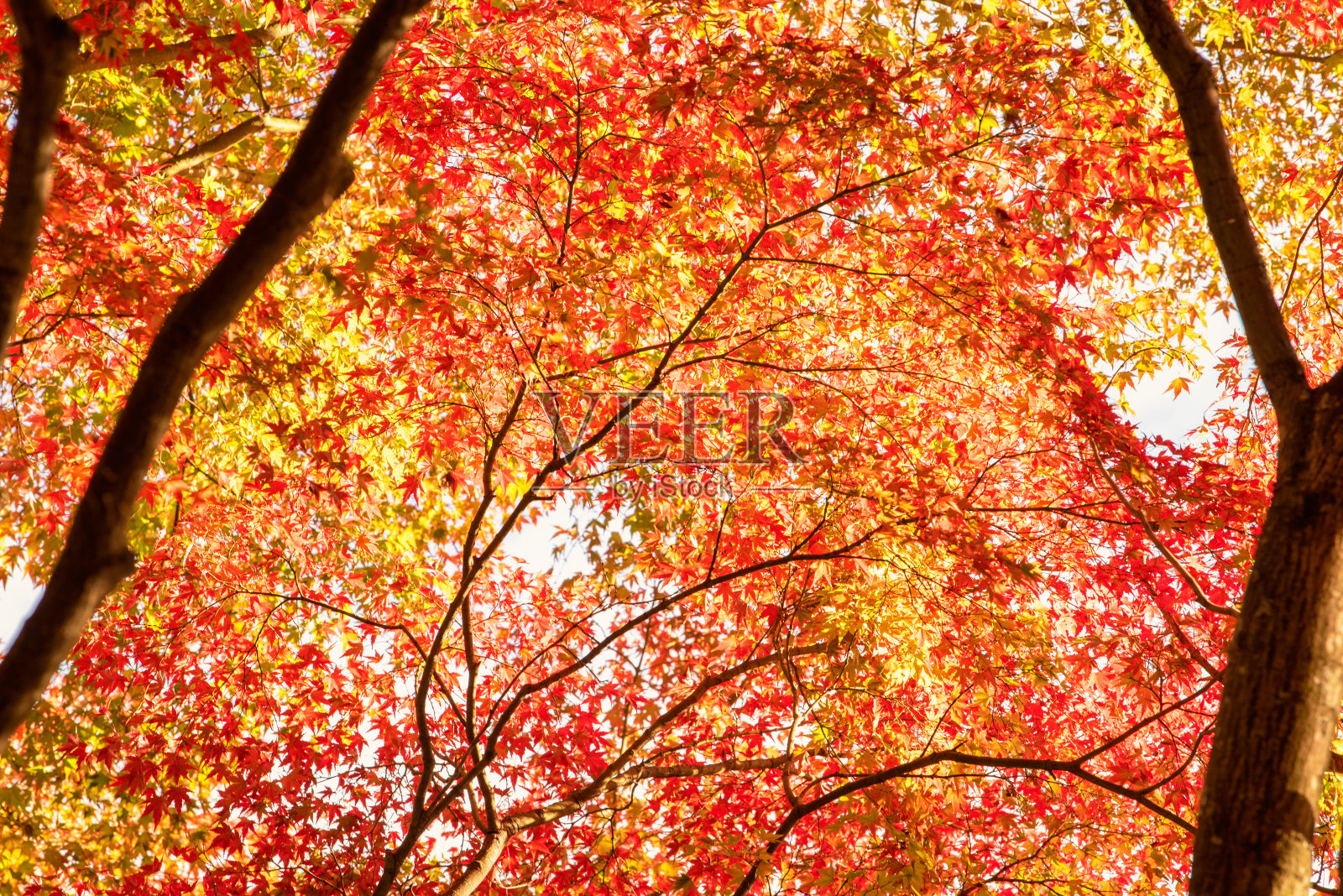 秋日的日本枫叶，在阳光的照射下，红绿相间。照片摄影图片