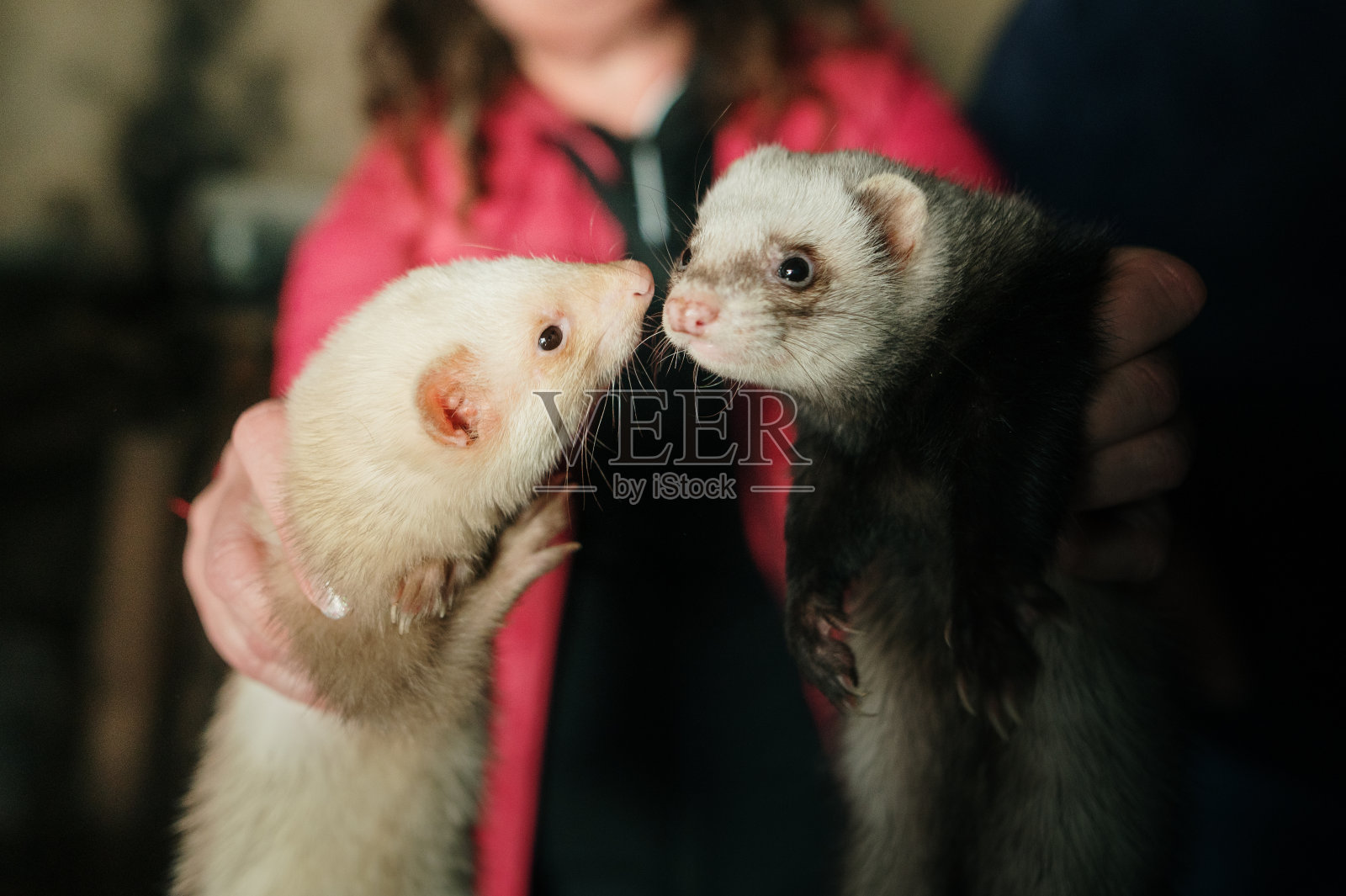 拿着雪貂照片摄影图片