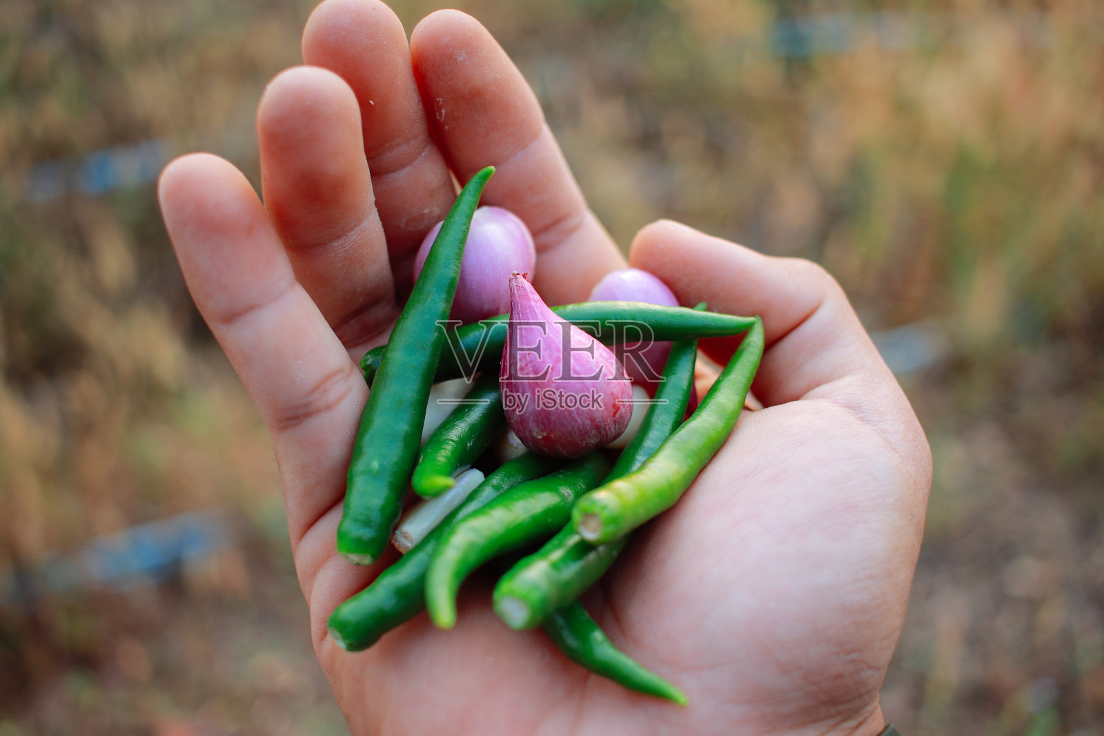 辣椒洋葱蒜照片摄影图片