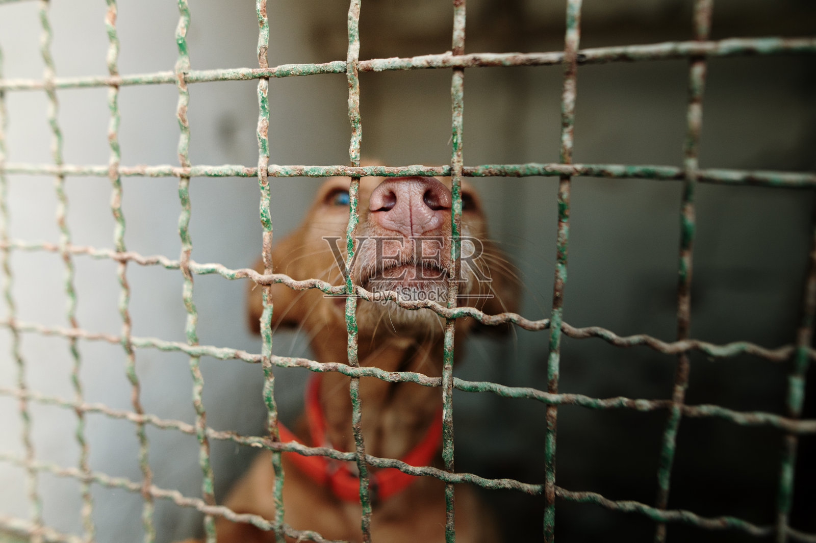 狗窝里的狗照片摄影图片
