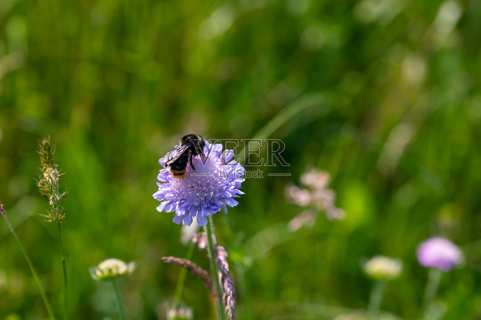 大黄蜂坐在一朵花上照片摄影图片