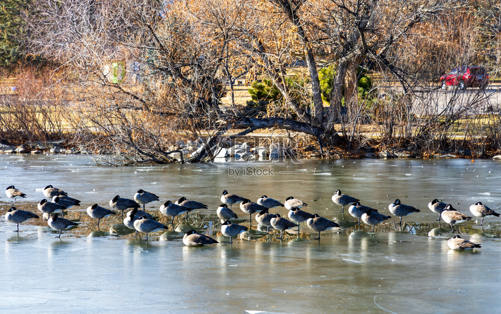 洛夫兰湖景观，加拿大鹅在冰湖上休息照片摄影图片
