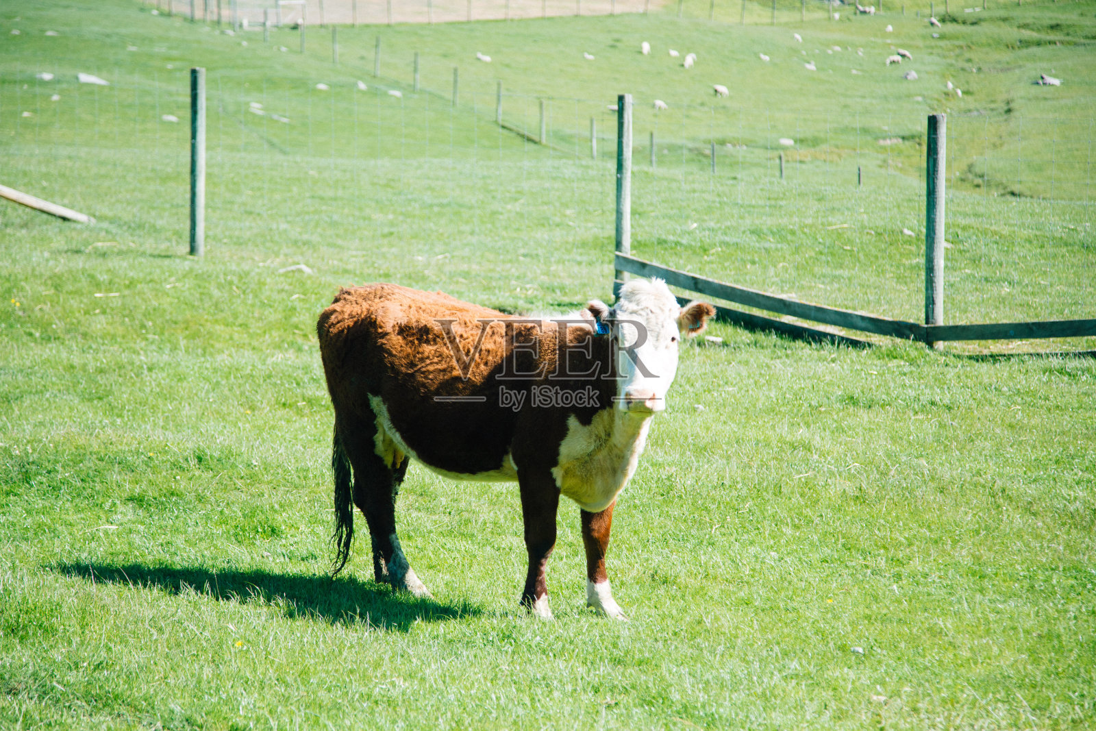 红牛看这里照片摄影图片