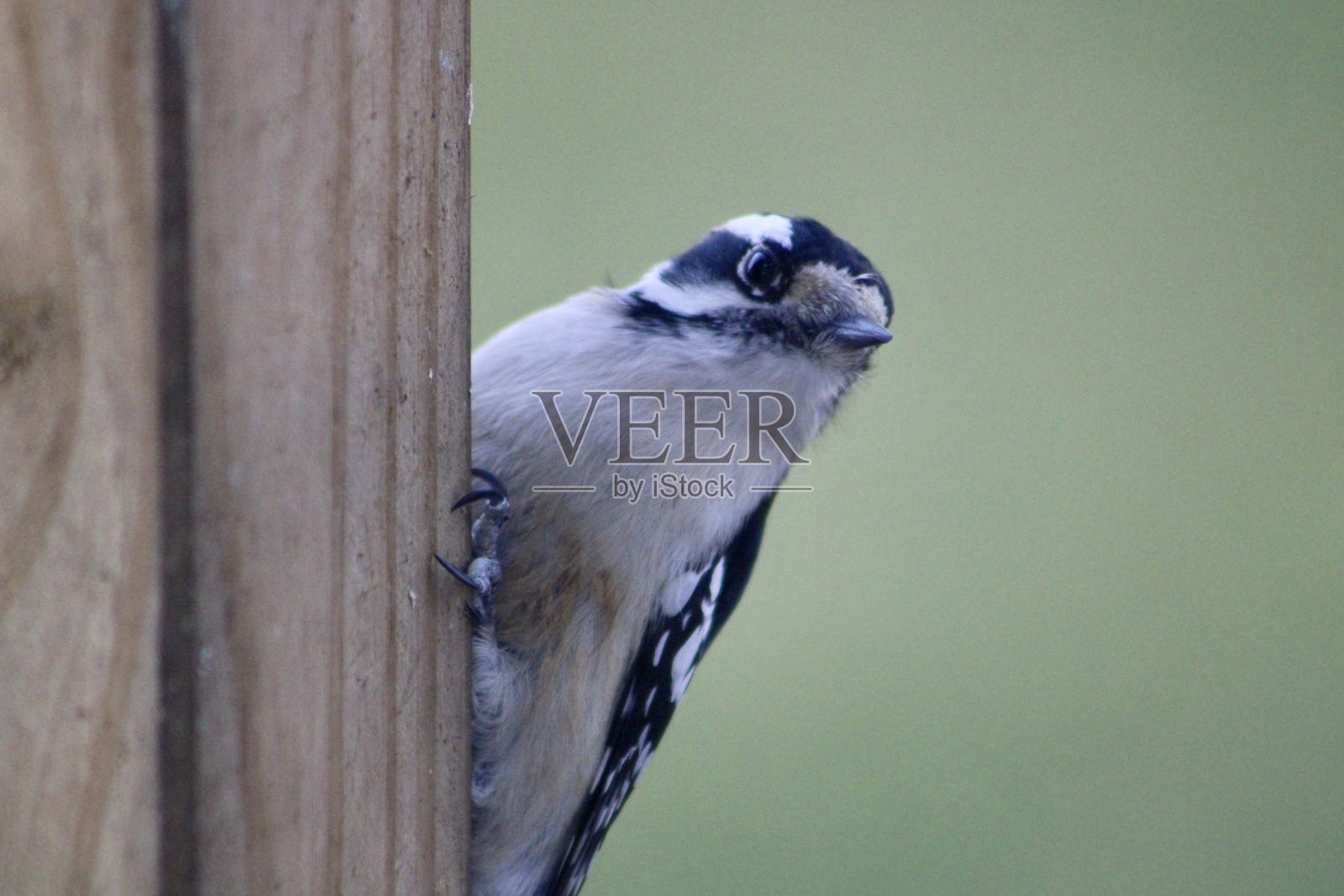 柔和的啄木鸟照片摄影图片