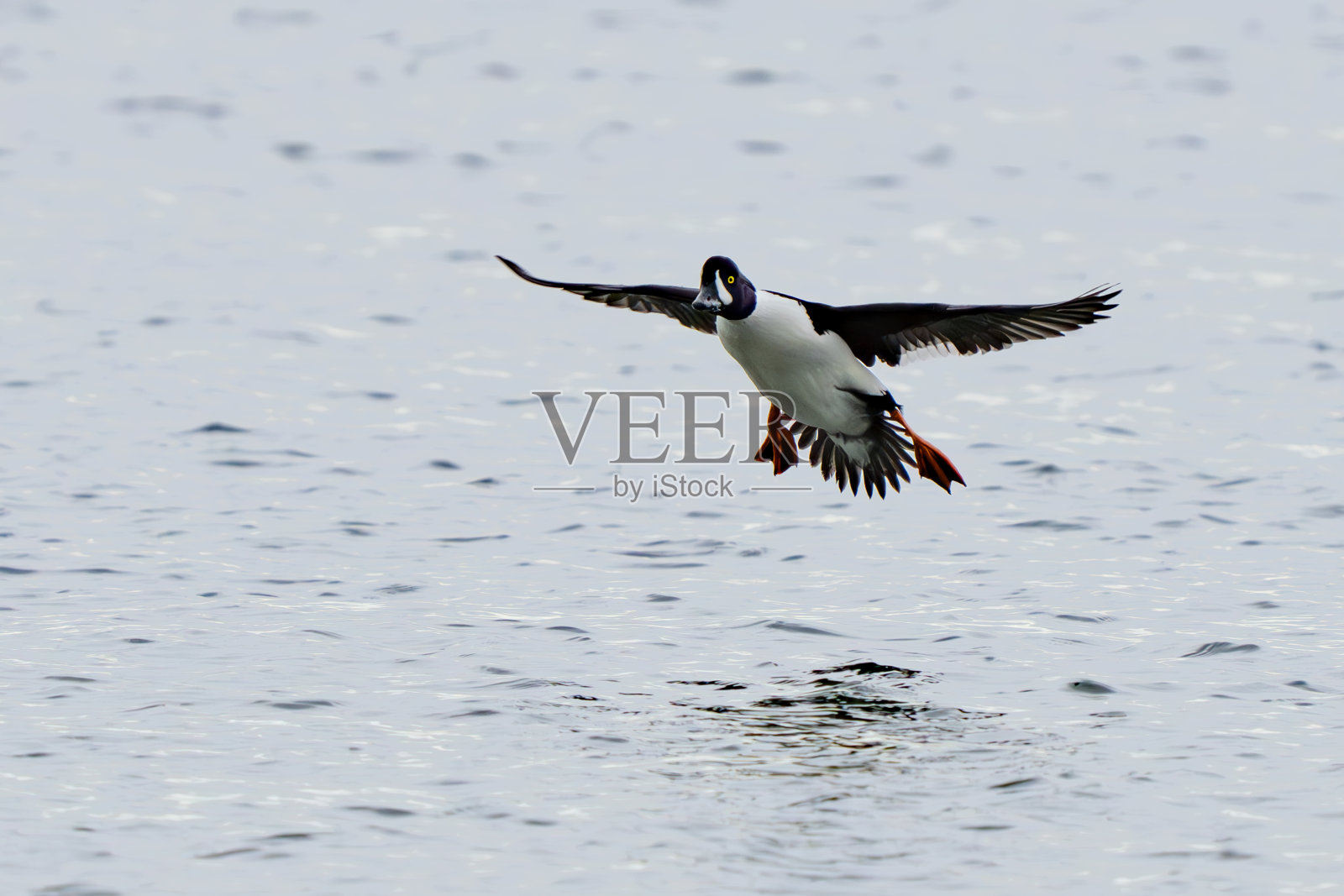 巴罗的黄金眼在普吉特海湾着陆照片摄影图片