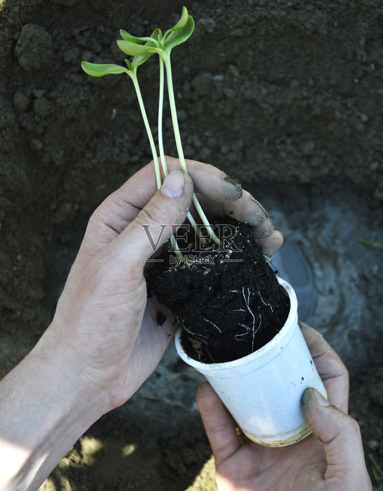 西瓜、黄瓜、甜瓜或南瓜的小幼苗照片摄影图片