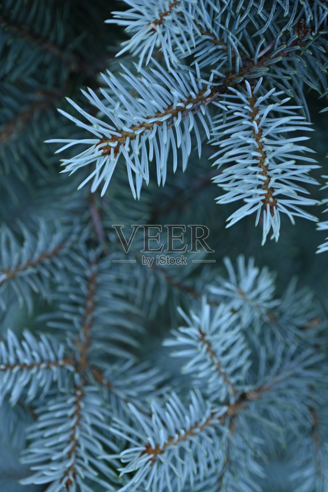 蓝色圣诞树树枝的背景，圣诞树的蓝色树枝特写，绿色背景上针叶树的短针叶特写，圣诞树的针叶特写的纹理，蓝色的松树树枝照片摄影图片
