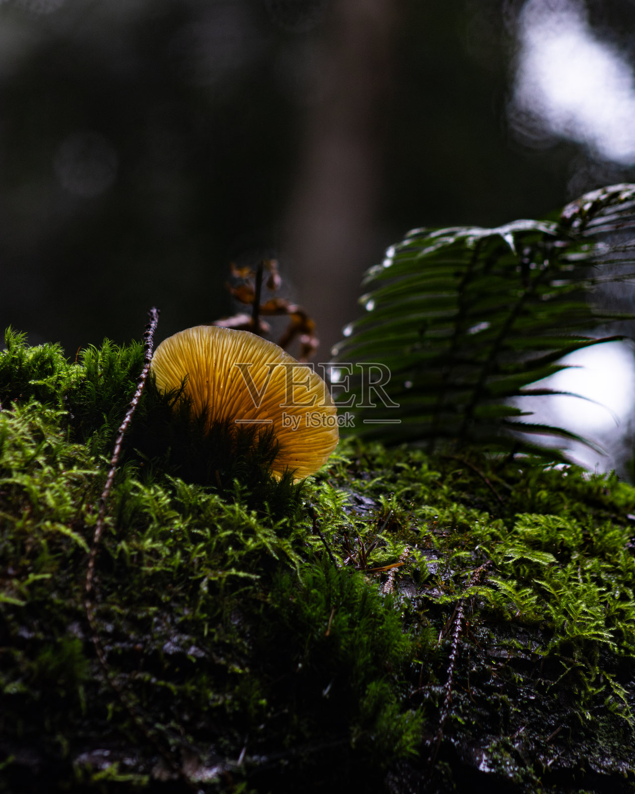 自然的冒险照片摄影图片