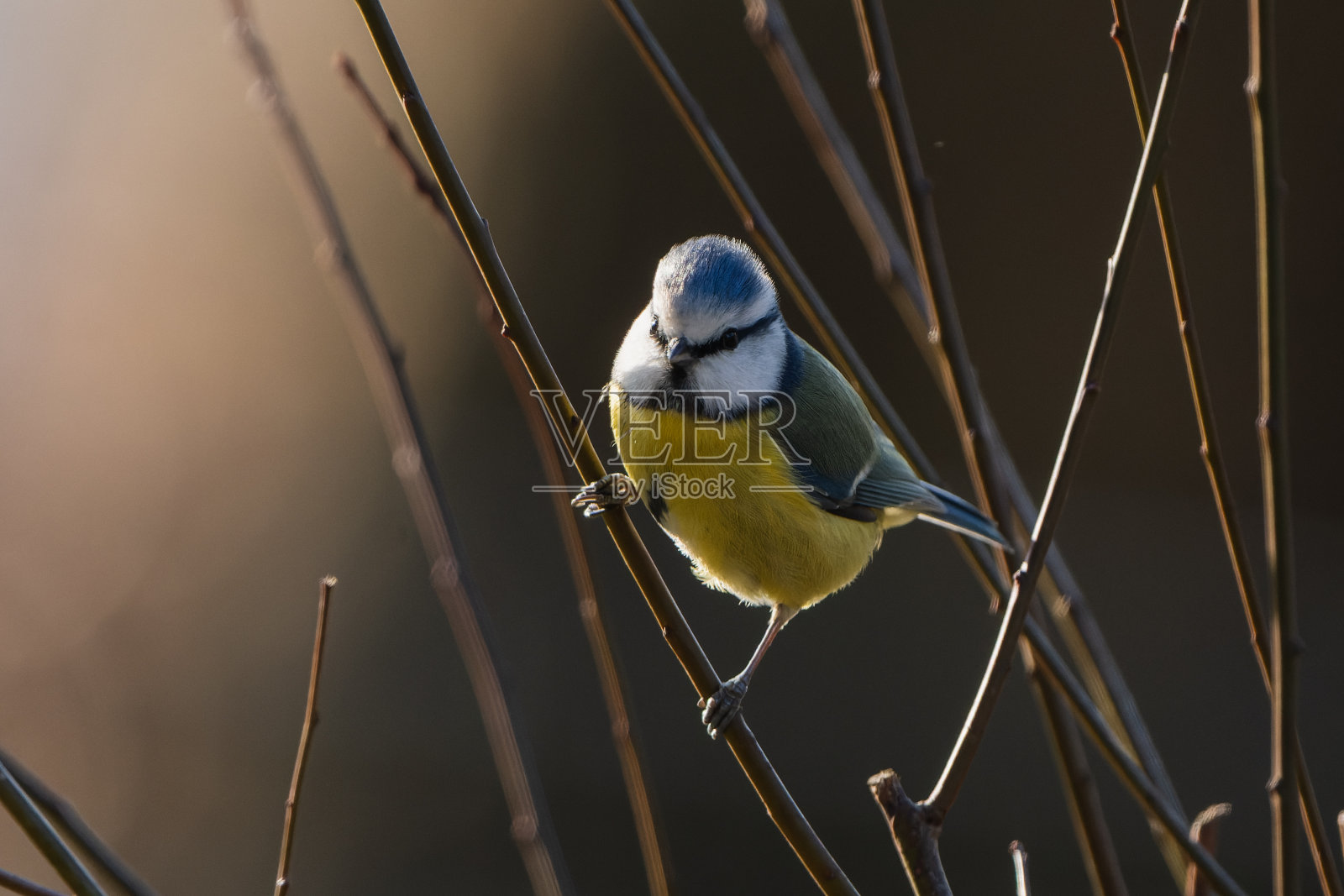 花园里树枝间的蓝色山雀。照片摄影图片