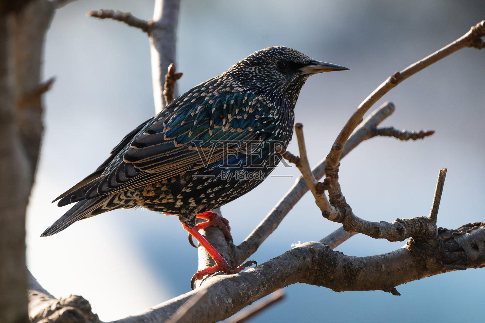 欧椋鸟在花园里的树上。照片摄影图片