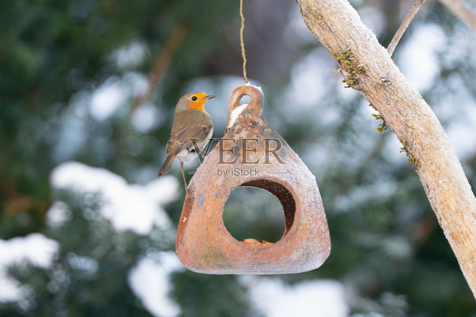 1月，挪威奥斯陆，罗宾站在一个喂鸟器上照片摄影图片