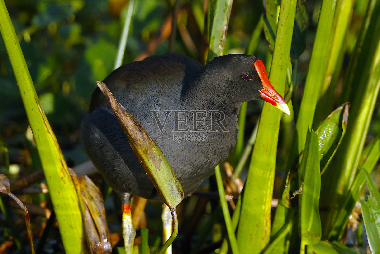 Wakodahatchee湿地照片摄影图片