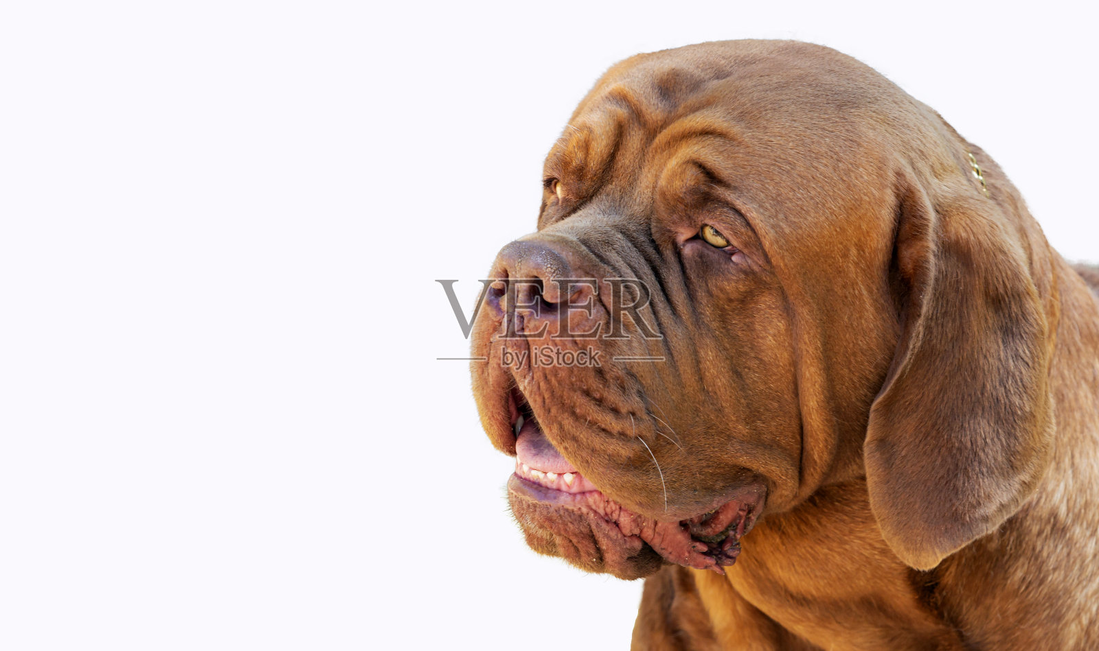 波尔多犬或法国獒犬在白色背景上的特写肖像照片摄影图片