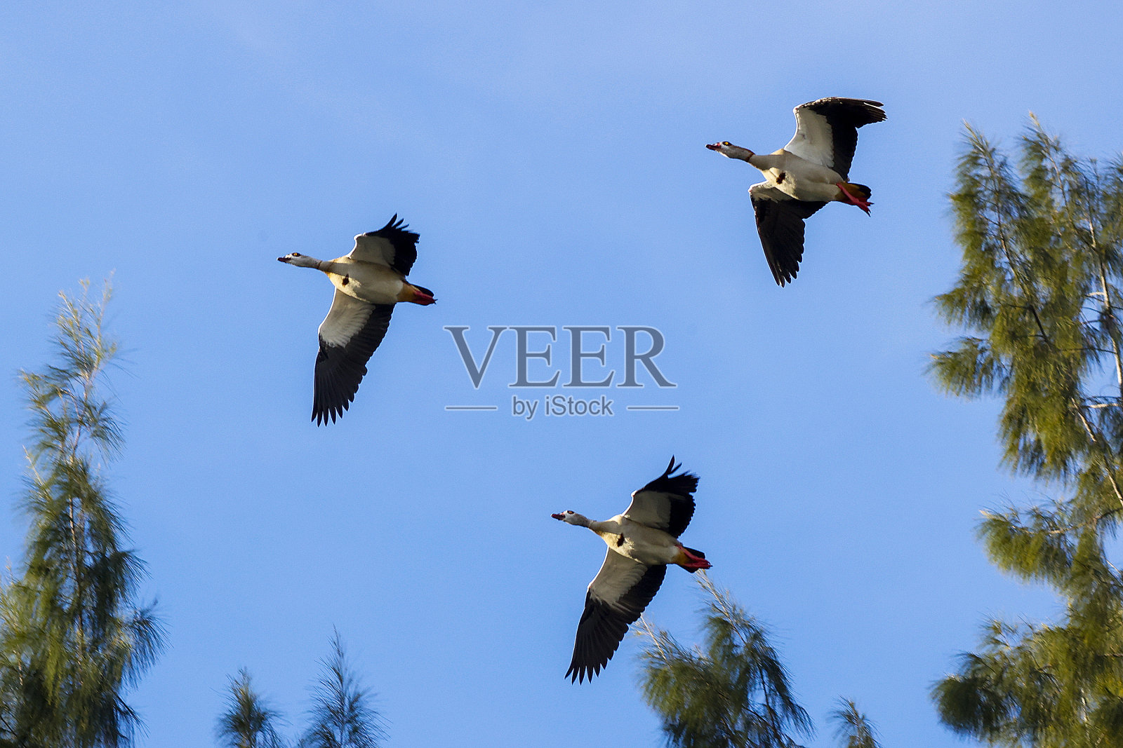 在wakodahatchee湿地吹口哨的鸭子照片摄影图片