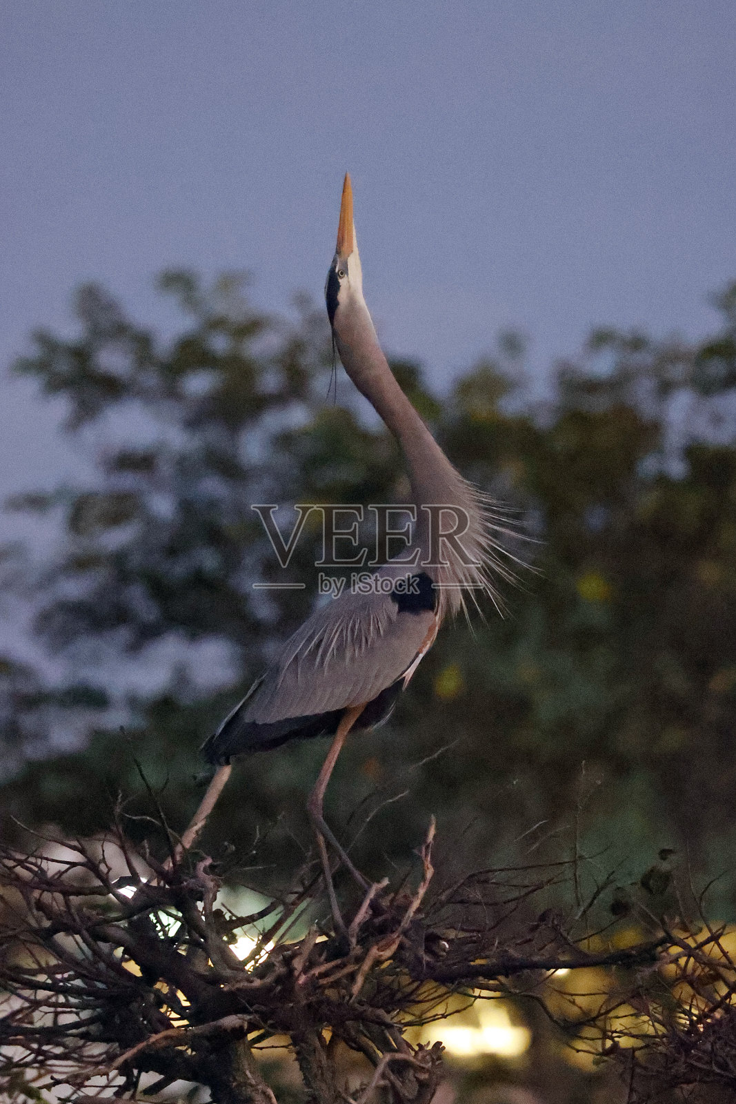 Wakodahatchee湿地的大蓝鹭照片摄影图片