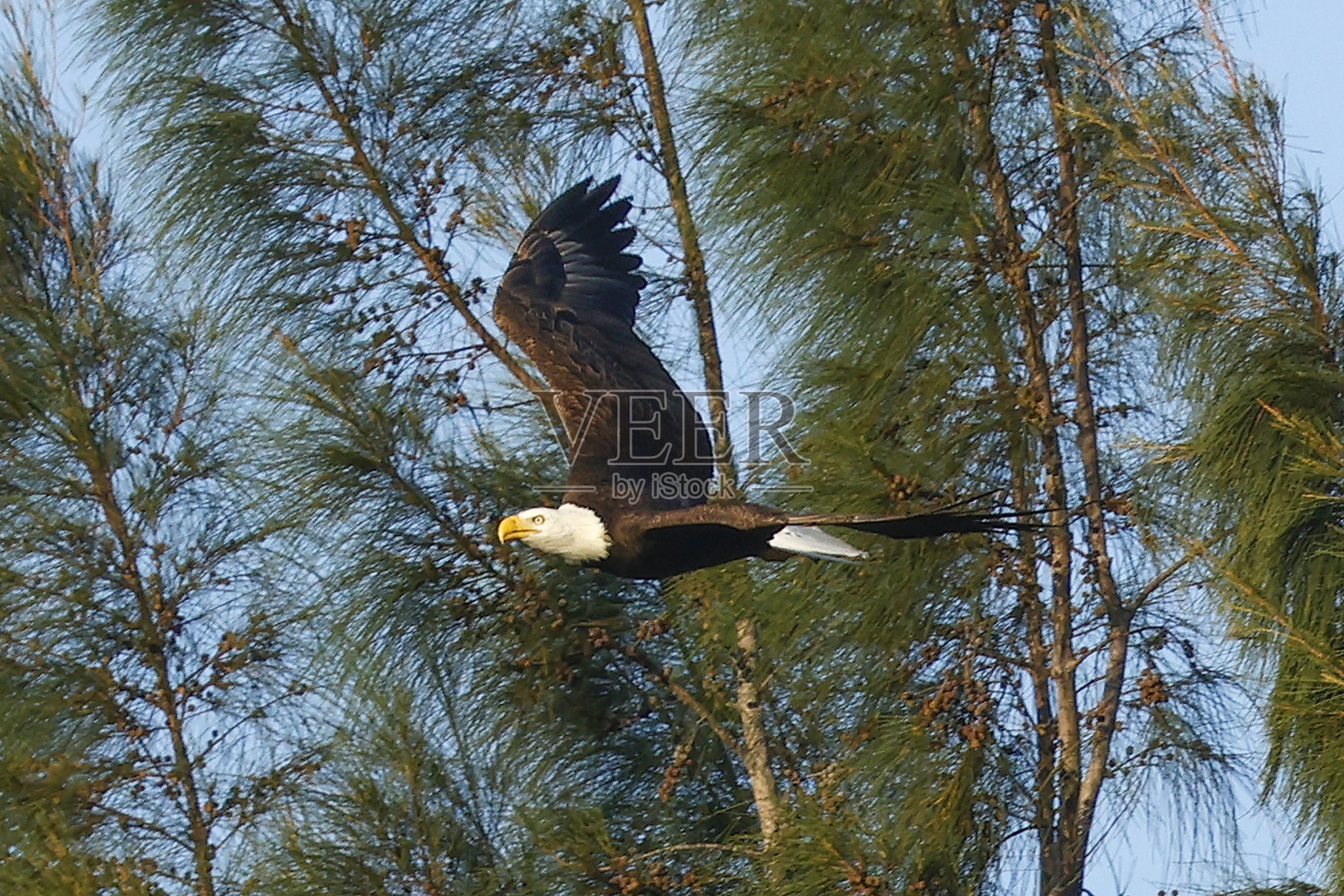 美国秃鹰照片摄影图片