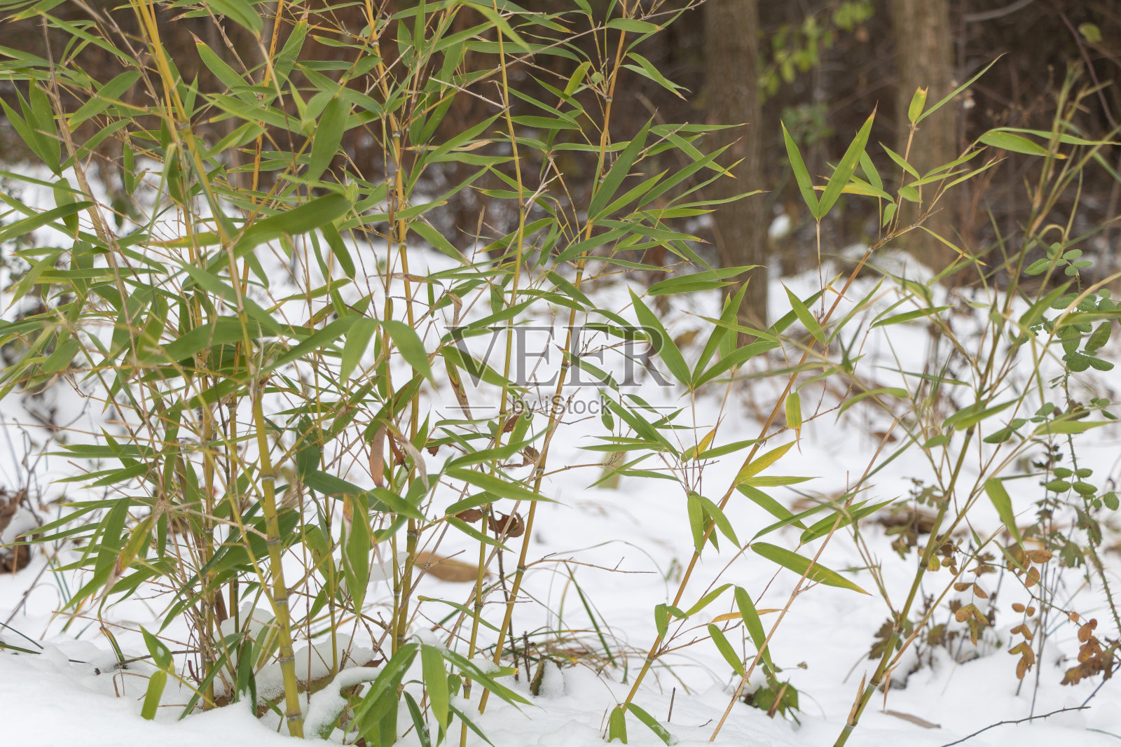 冬天的时候，竹叶在森林里的雪里照片摄影图片