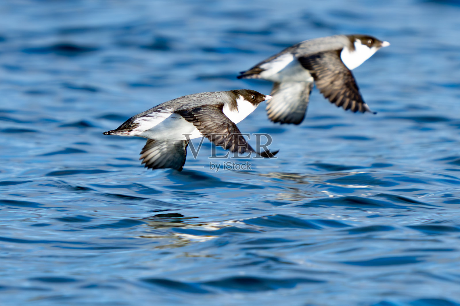 普吉特湾飞行中的古小海豚照片摄影图片