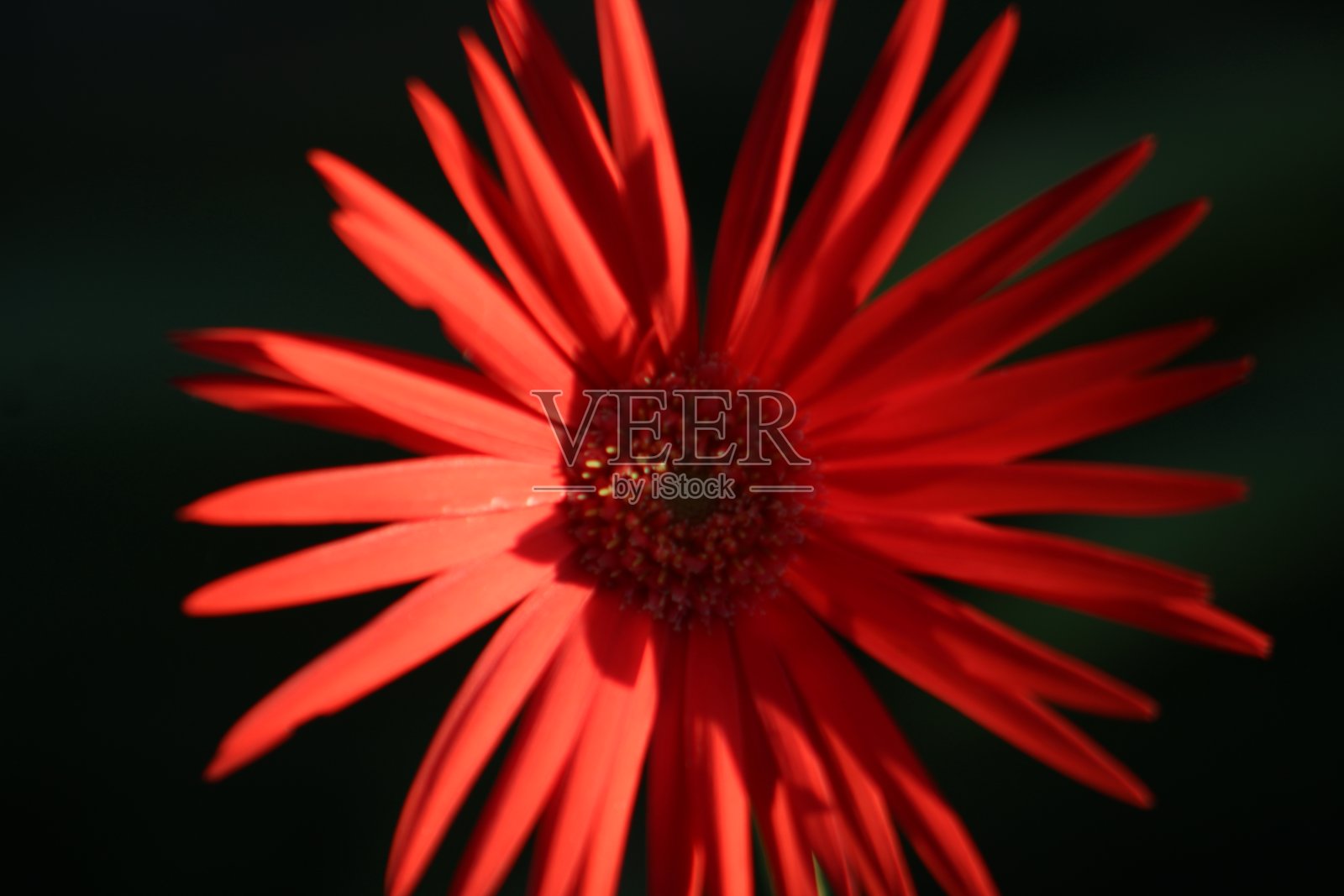 花的照片。照片摄影图片